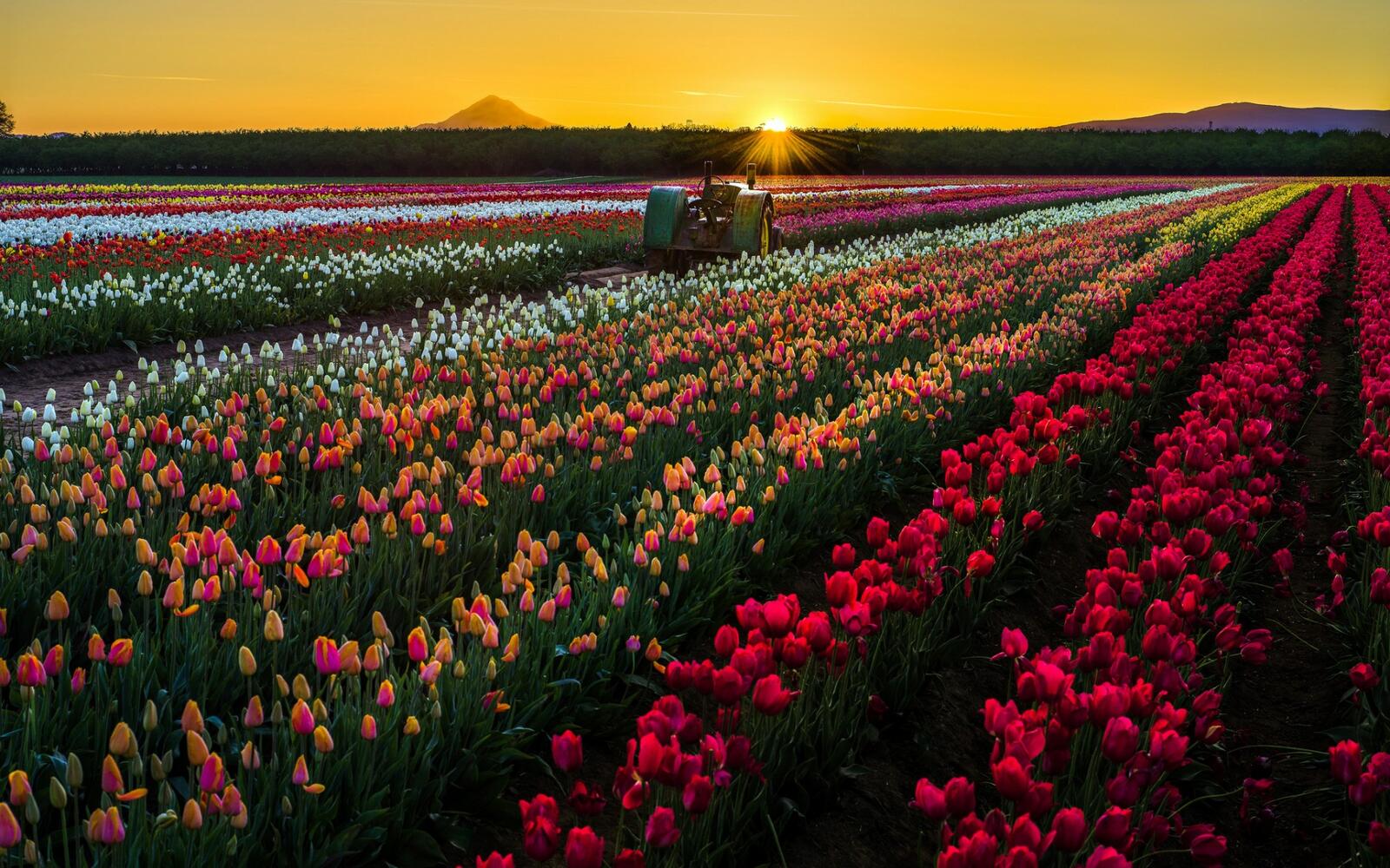 Обои Тюльпаны поле закат на рабочий стол