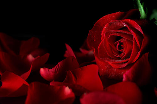 Download a beautiful screensaver about a rose, a flower