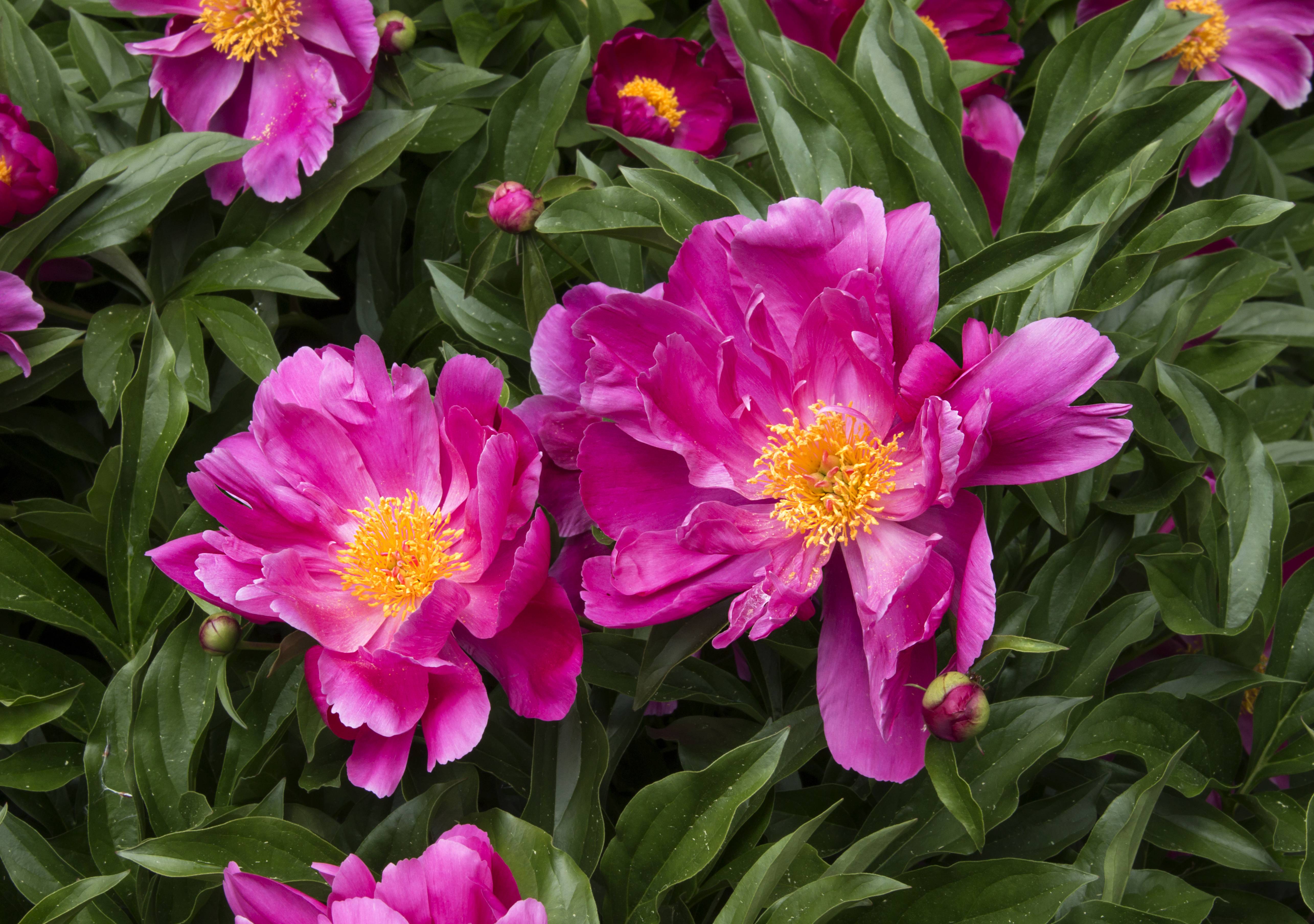 Фото бесплатно розовые цветы, флора, пионы