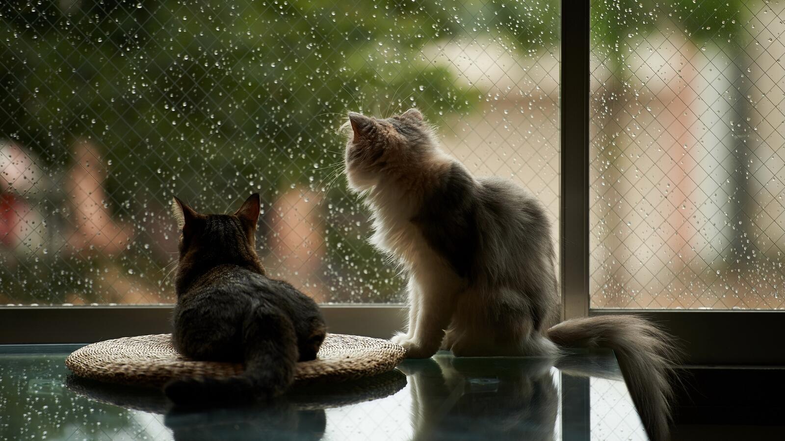 Обои кошки смотрят в окно стекло на рабочий стол