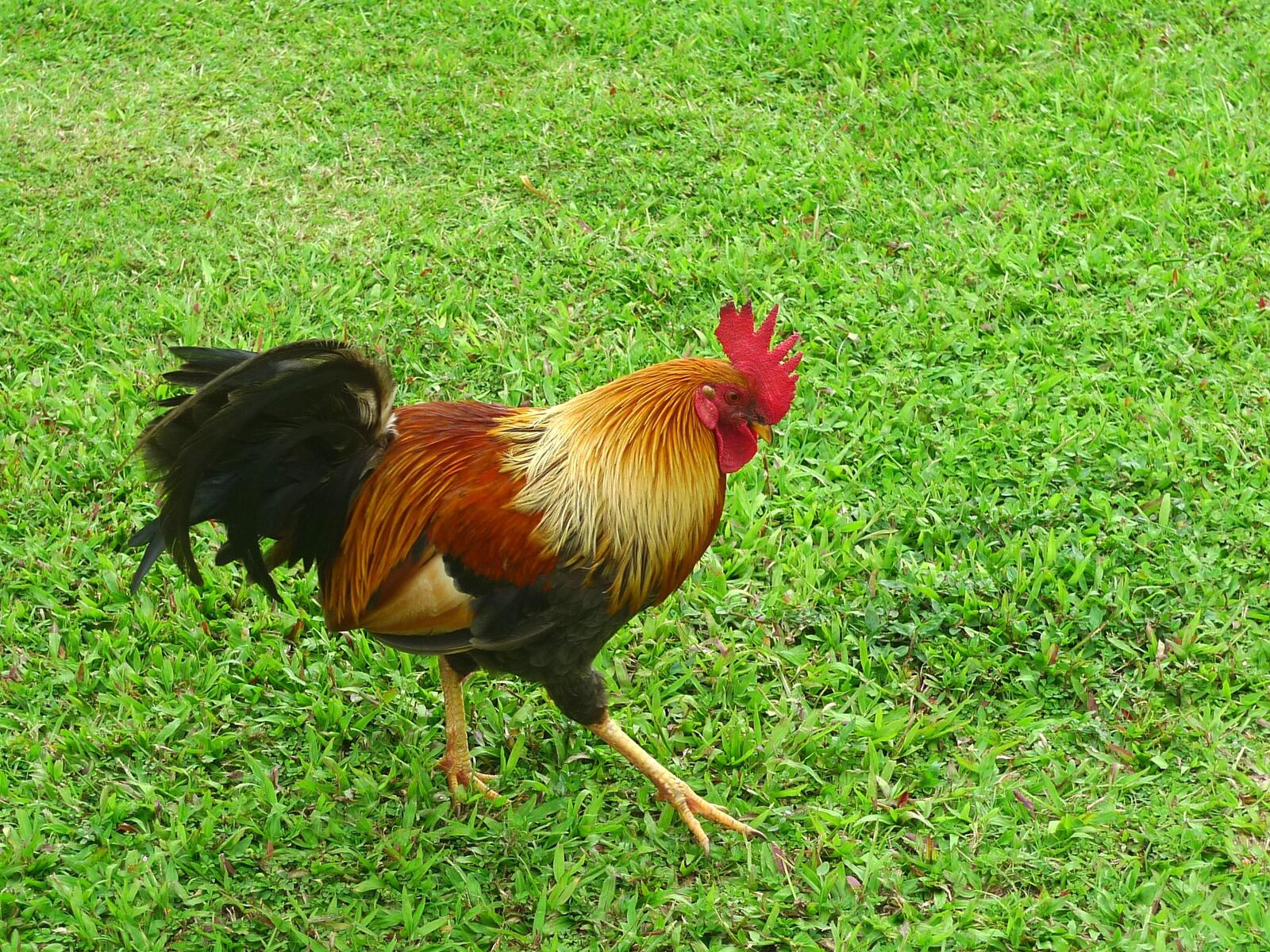 Free photo Rooster on a green lawn