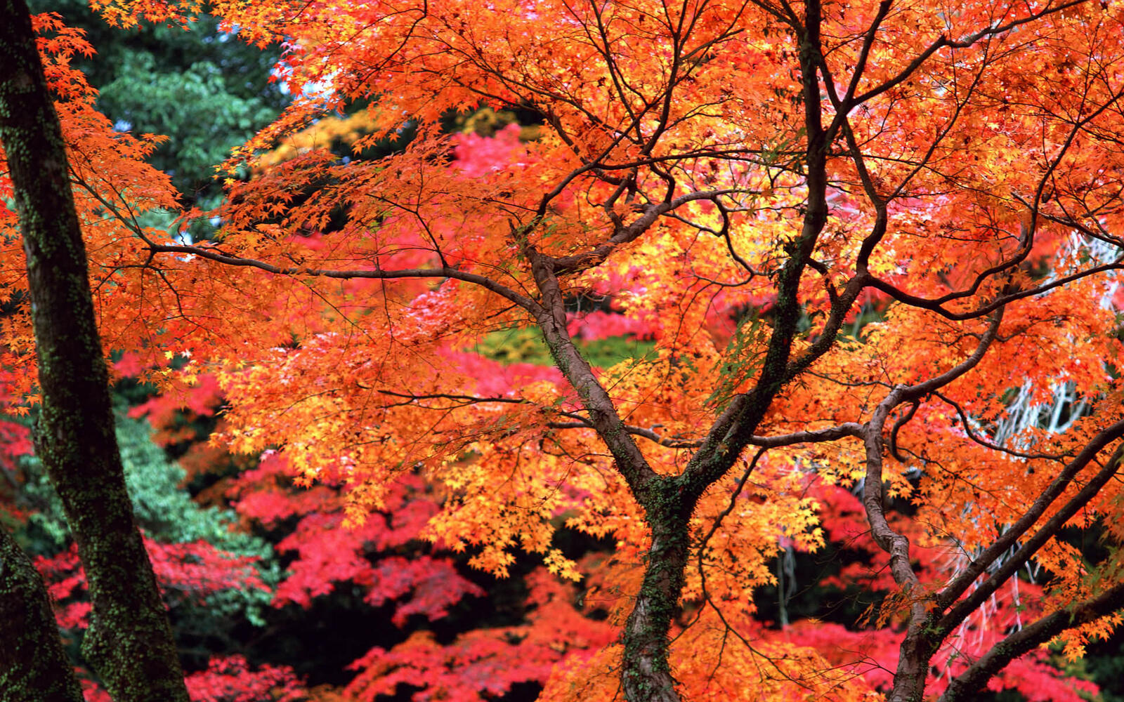 Wallpapers foliage color trees on the desktop