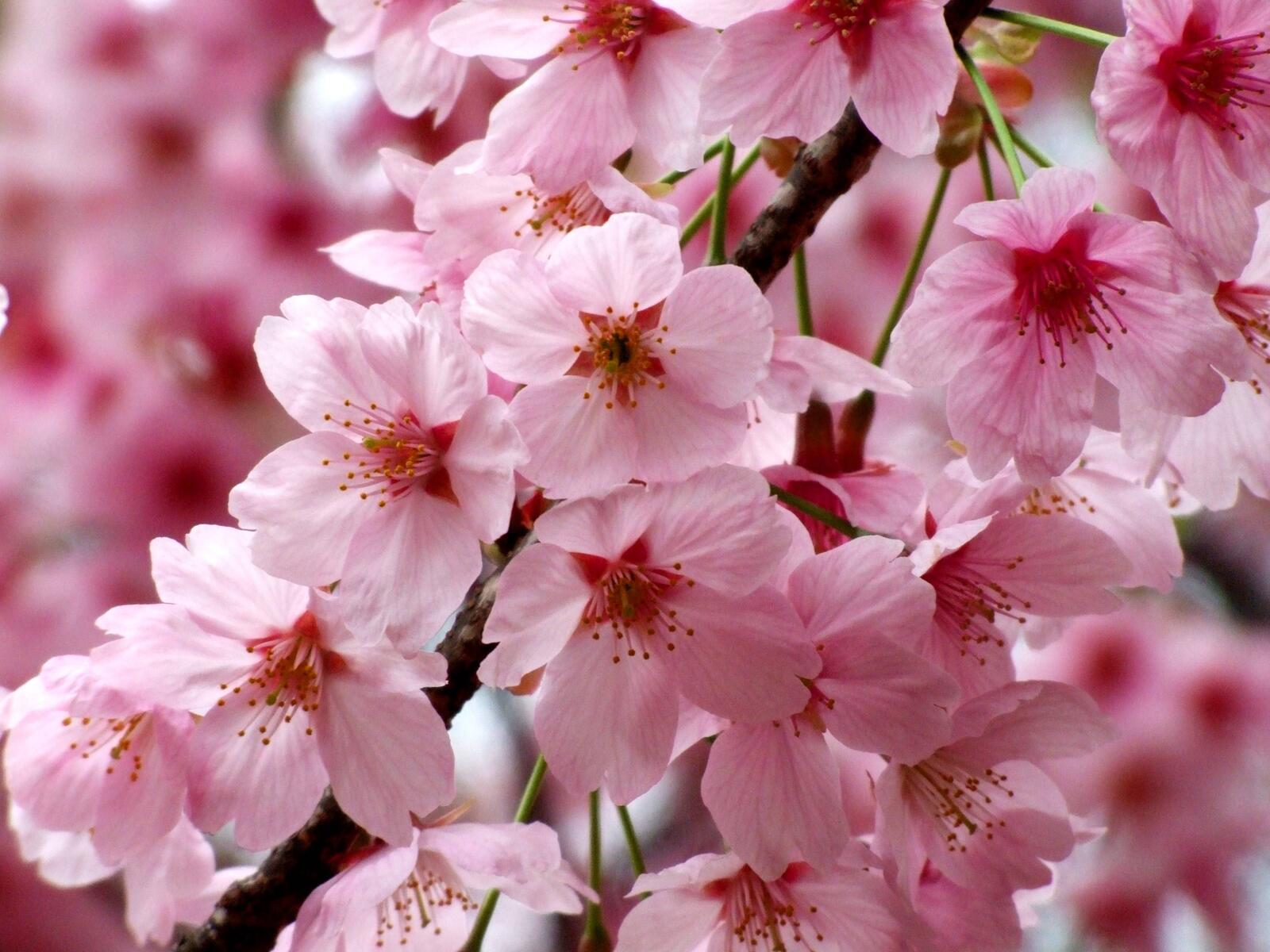 Wallpapers spring small flowers cherry blossoms on the desktop
