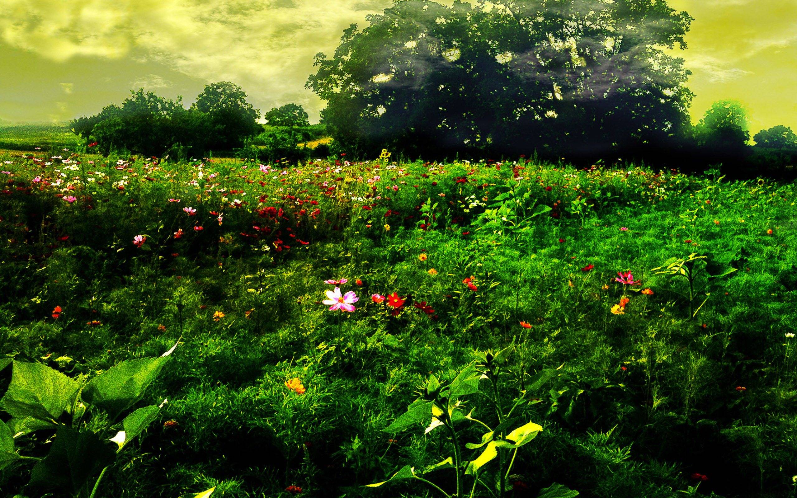Фото бесплатно цветы, трава, лужайка