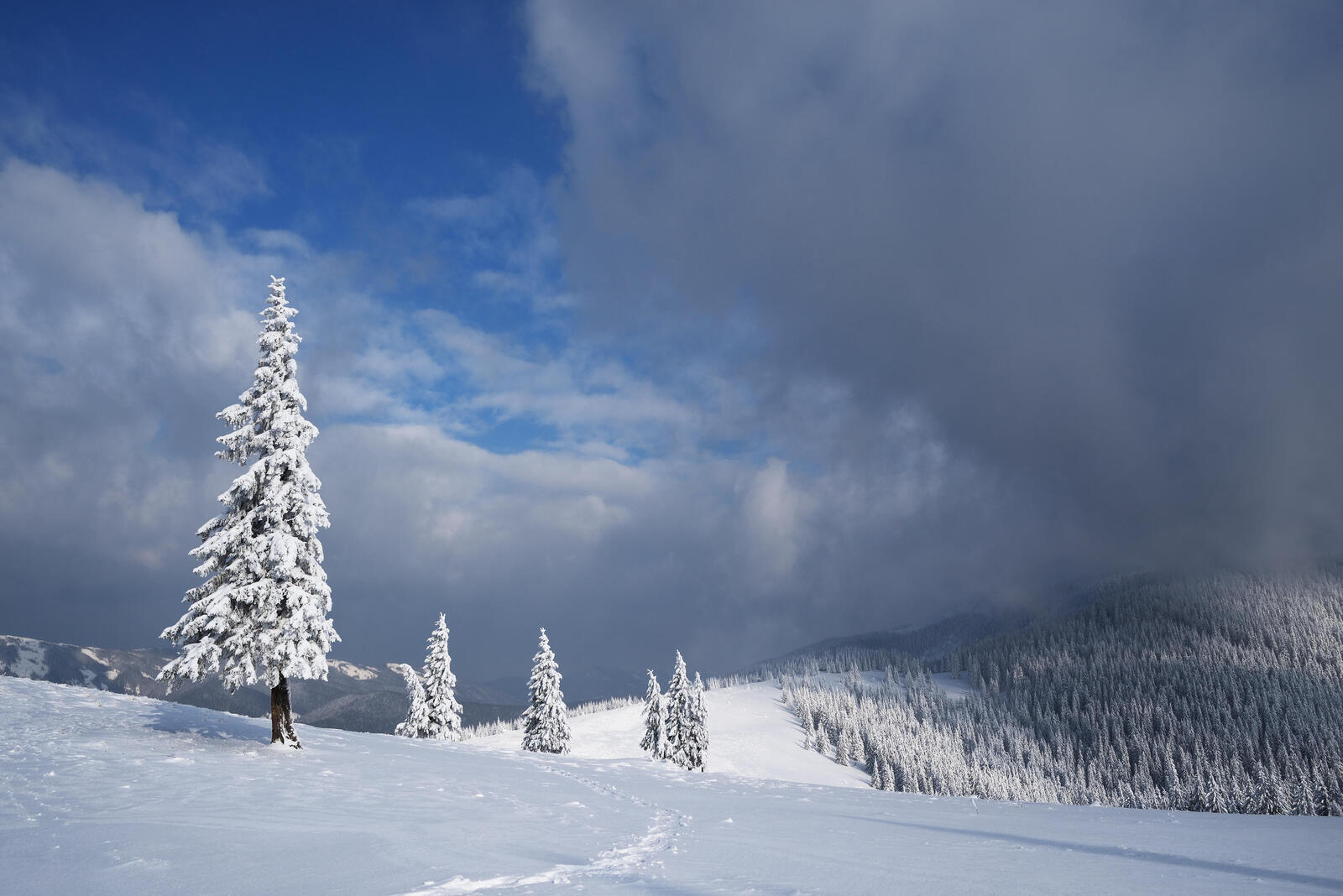 Обои пейзаж снег на деревьях сугробы на рабочий стол