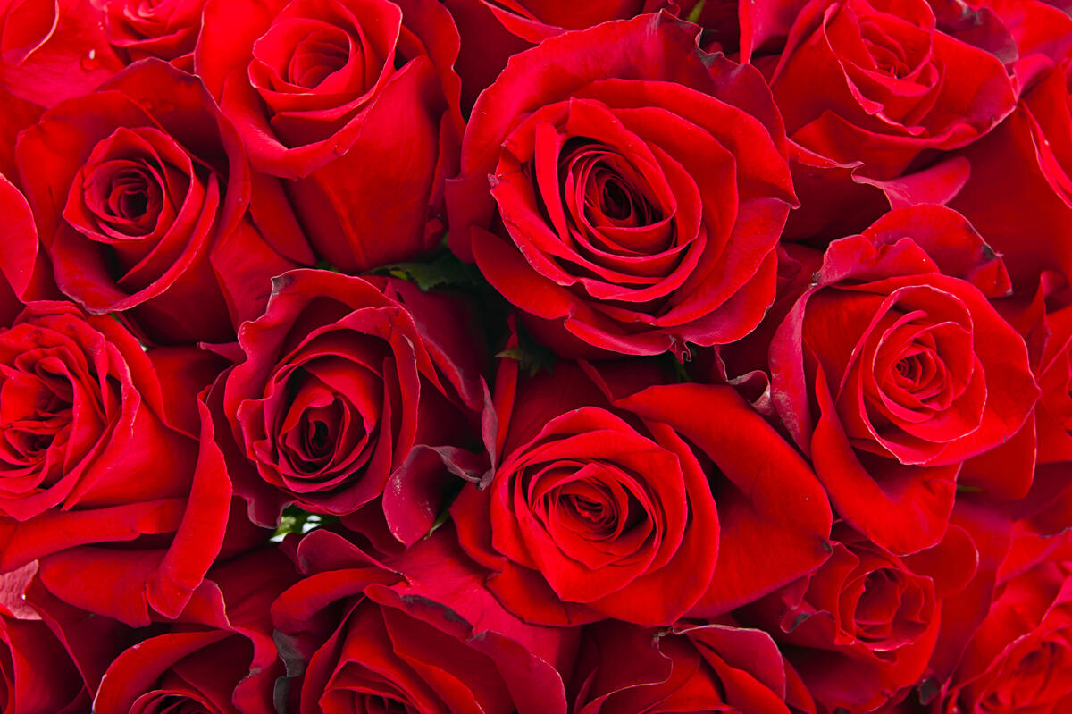 Download picture of a rose, roses for your desktop for free
