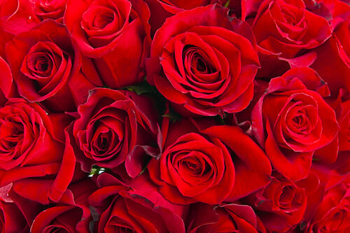 下载图片的玫瑰，玫瑰桌面免费