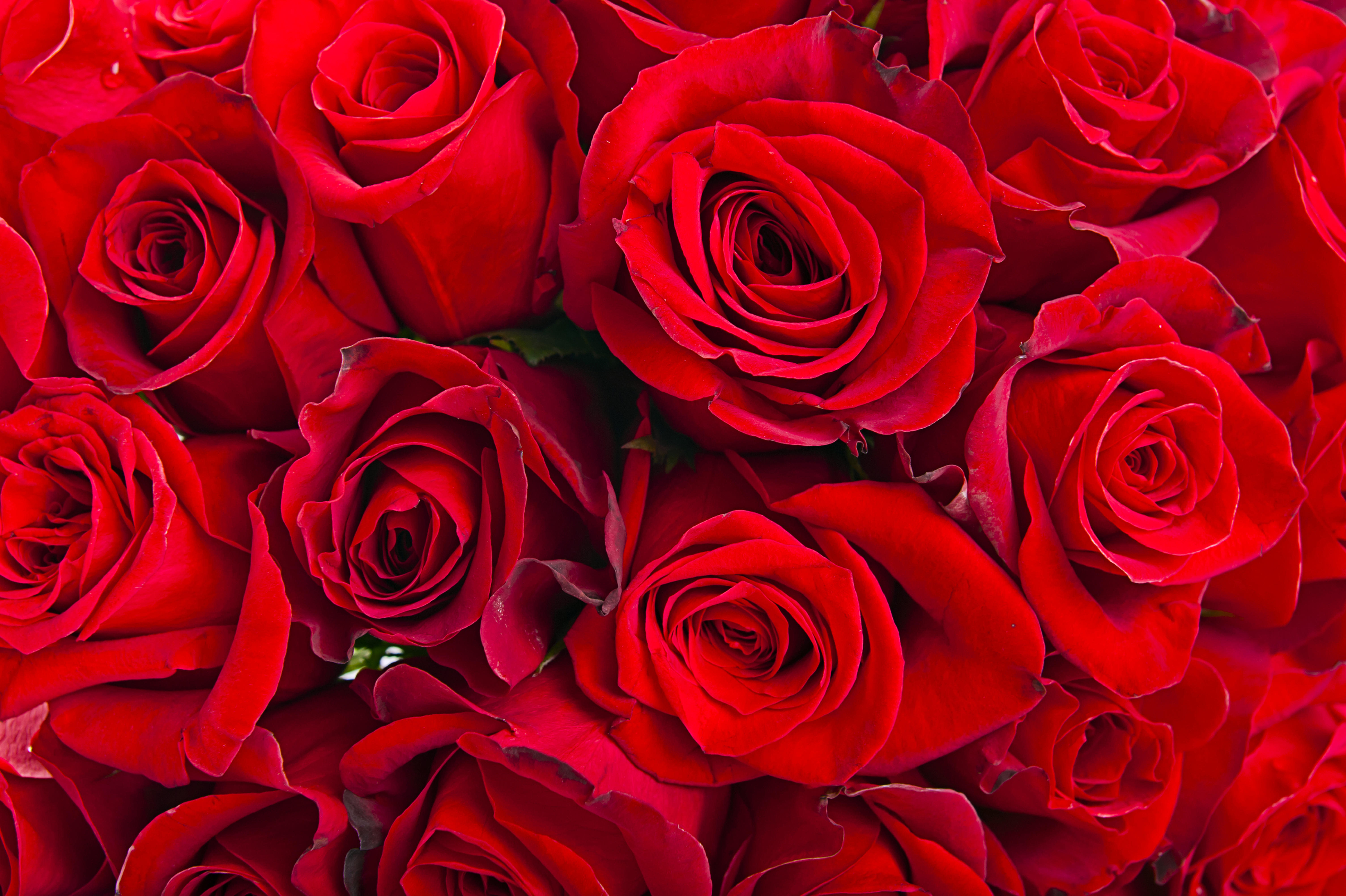 免费照片下载图片的玫瑰，玫瑰桌面免费