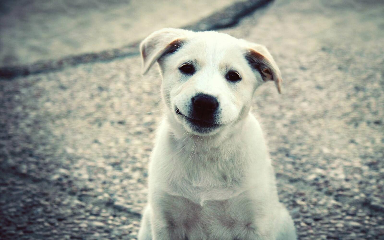 Wallpapers puppy white face on the desktop