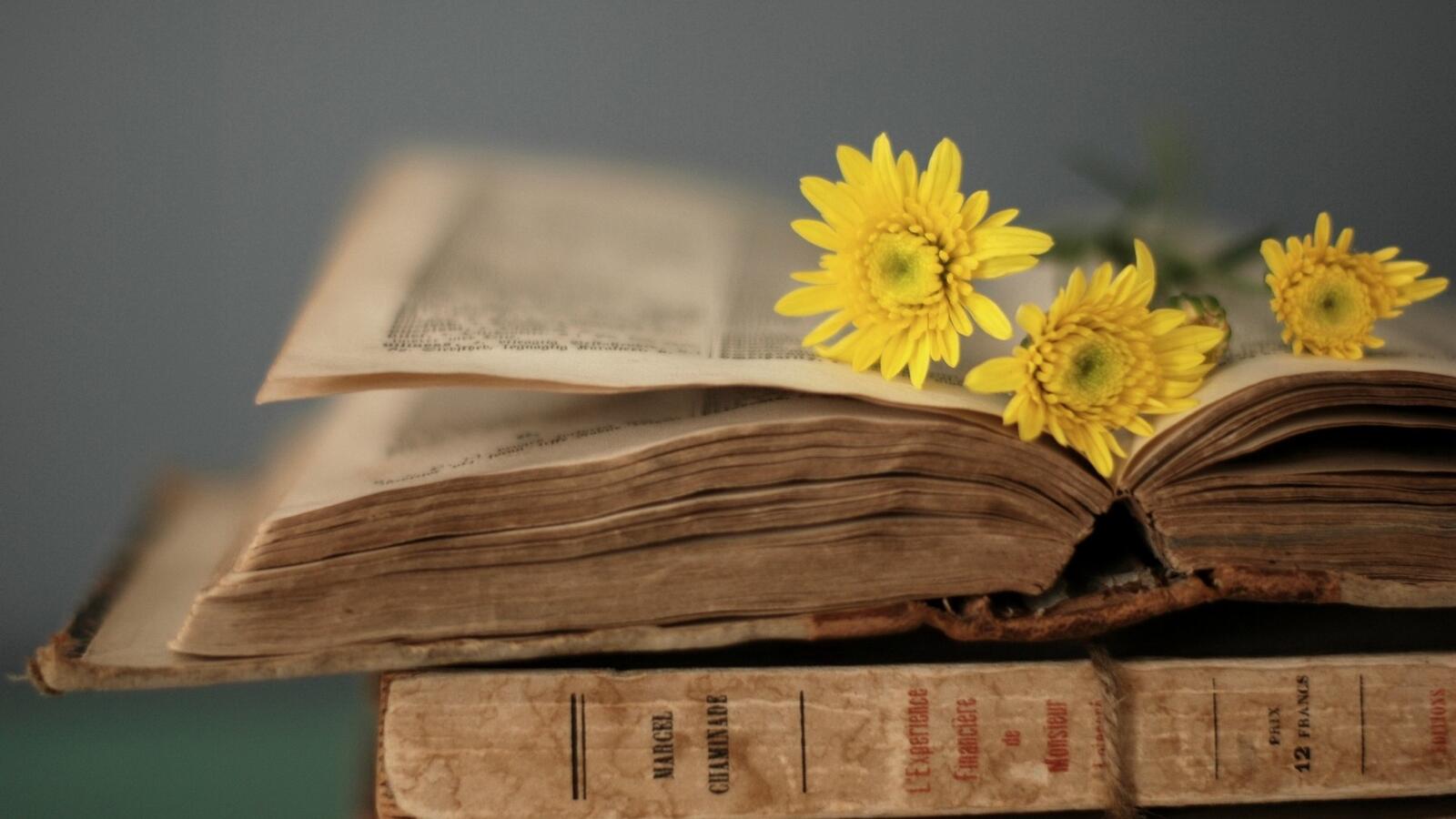 桌面上的壁纸旧书 掩护 黄花