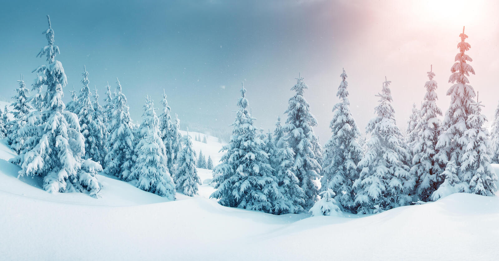 Wallpapers snow on trees snowdrifts landscapes on the desktop