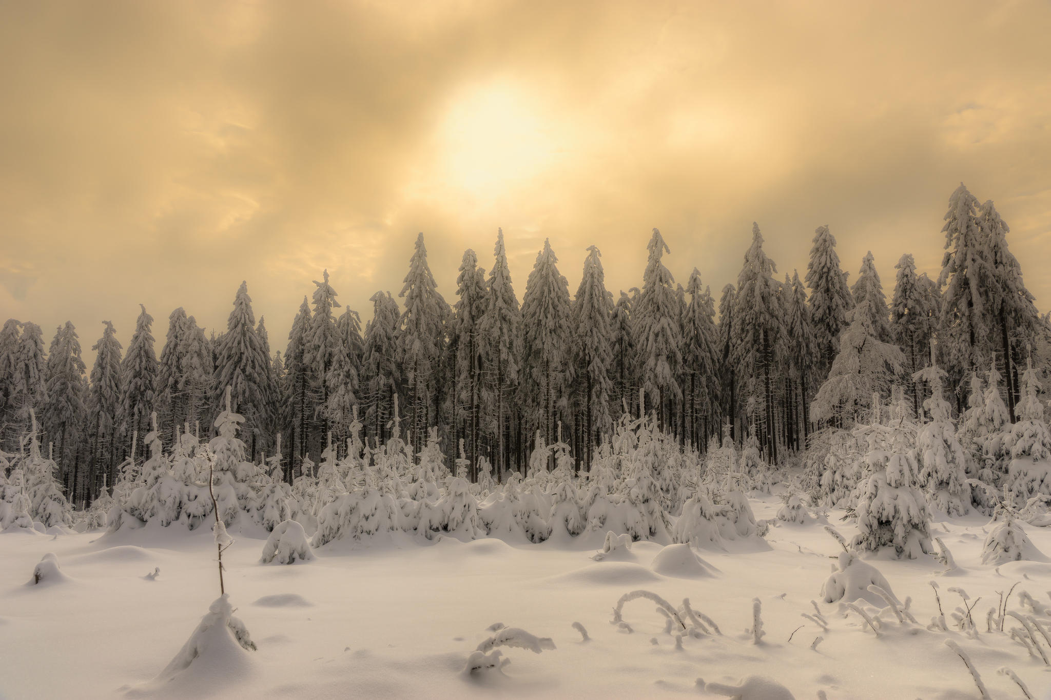 Wallpapers sunset winter snow in the forest on the desktop