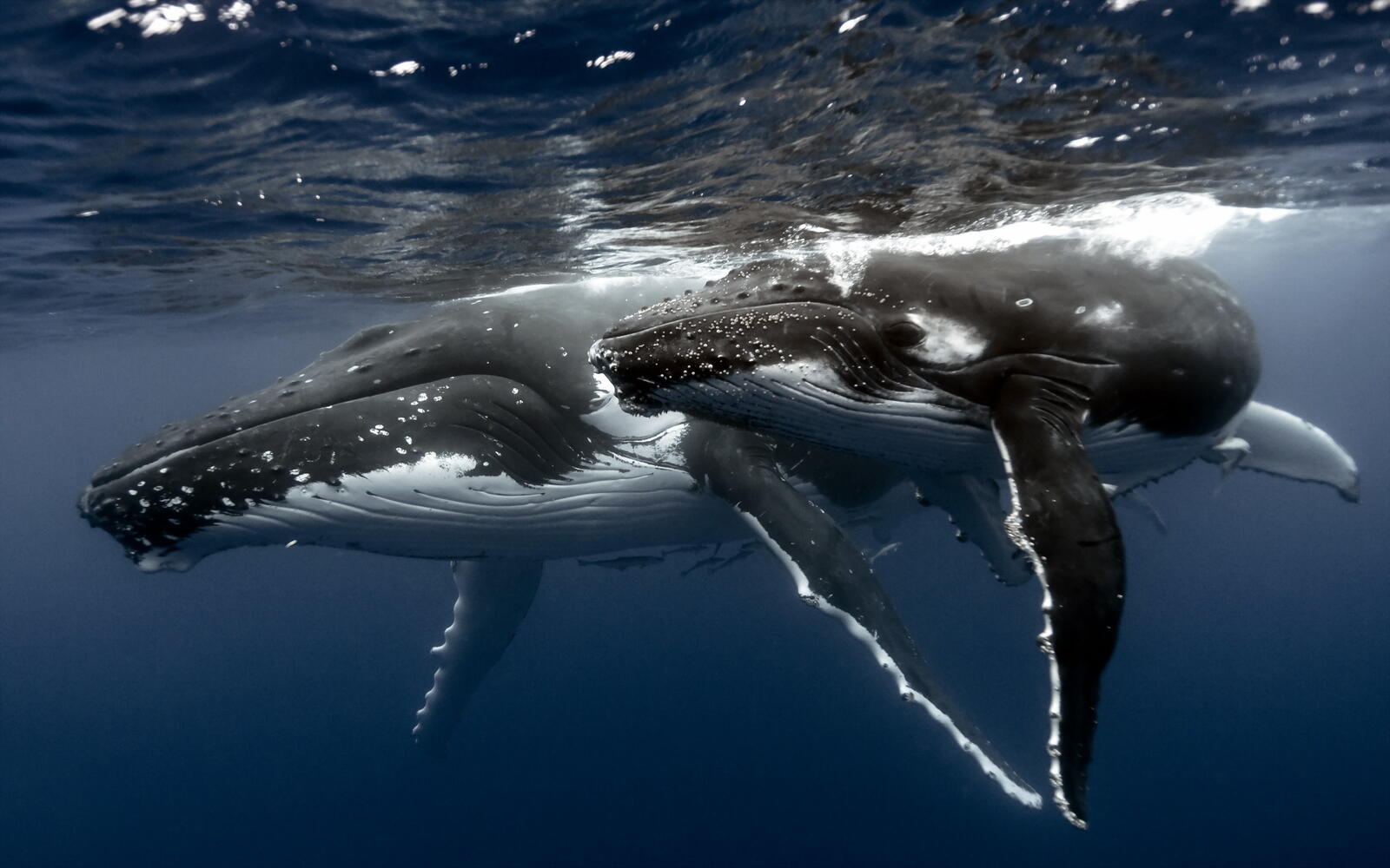Обои киты поверхность океан на рабочий стол