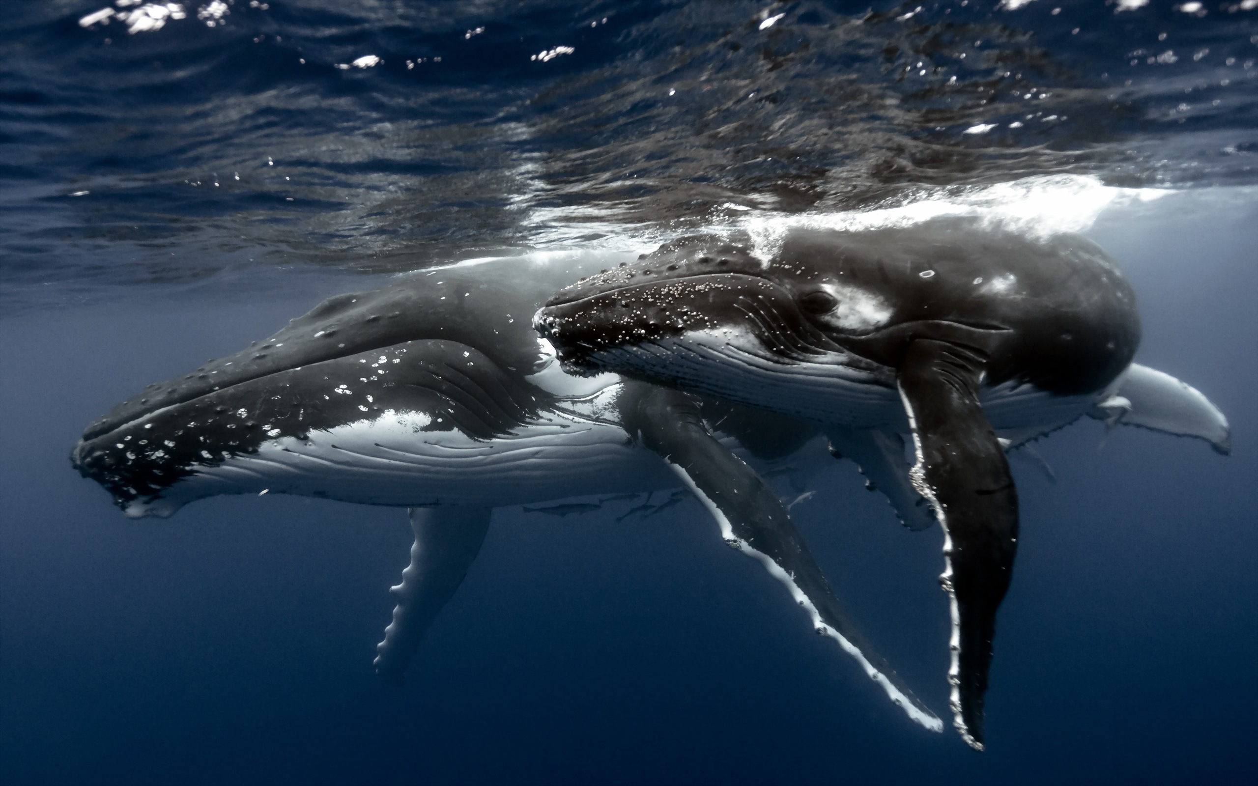 Wallpapers whales surface ocean on the desktop