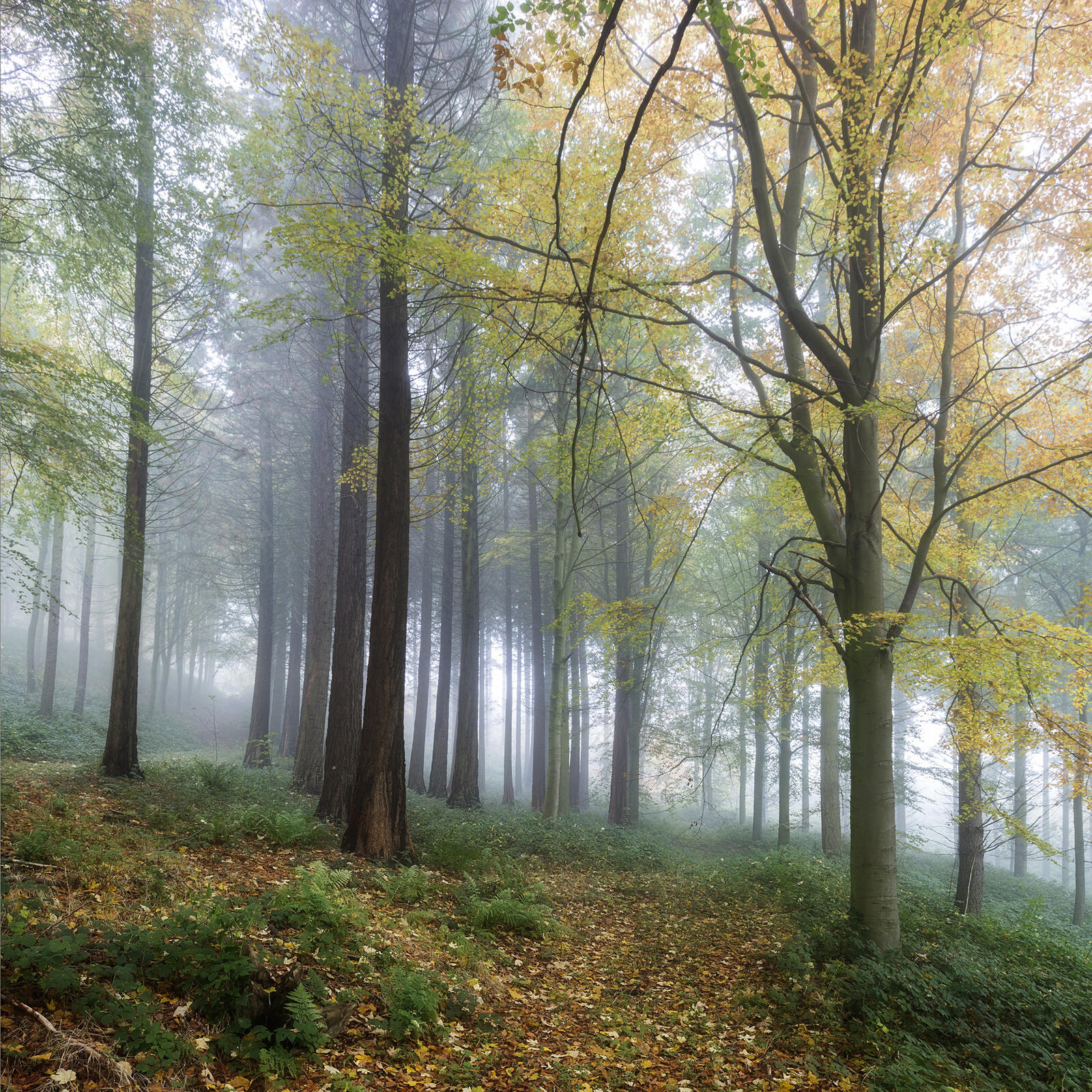 Обои деревья туман в лесу плохая видимость на рабочий стол