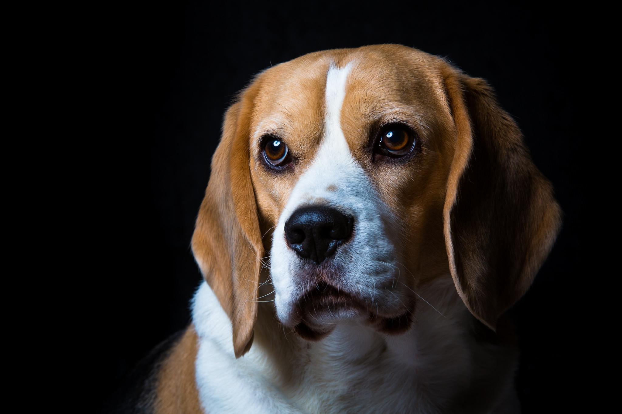 Wallpapers dog beagle animal on the desktop