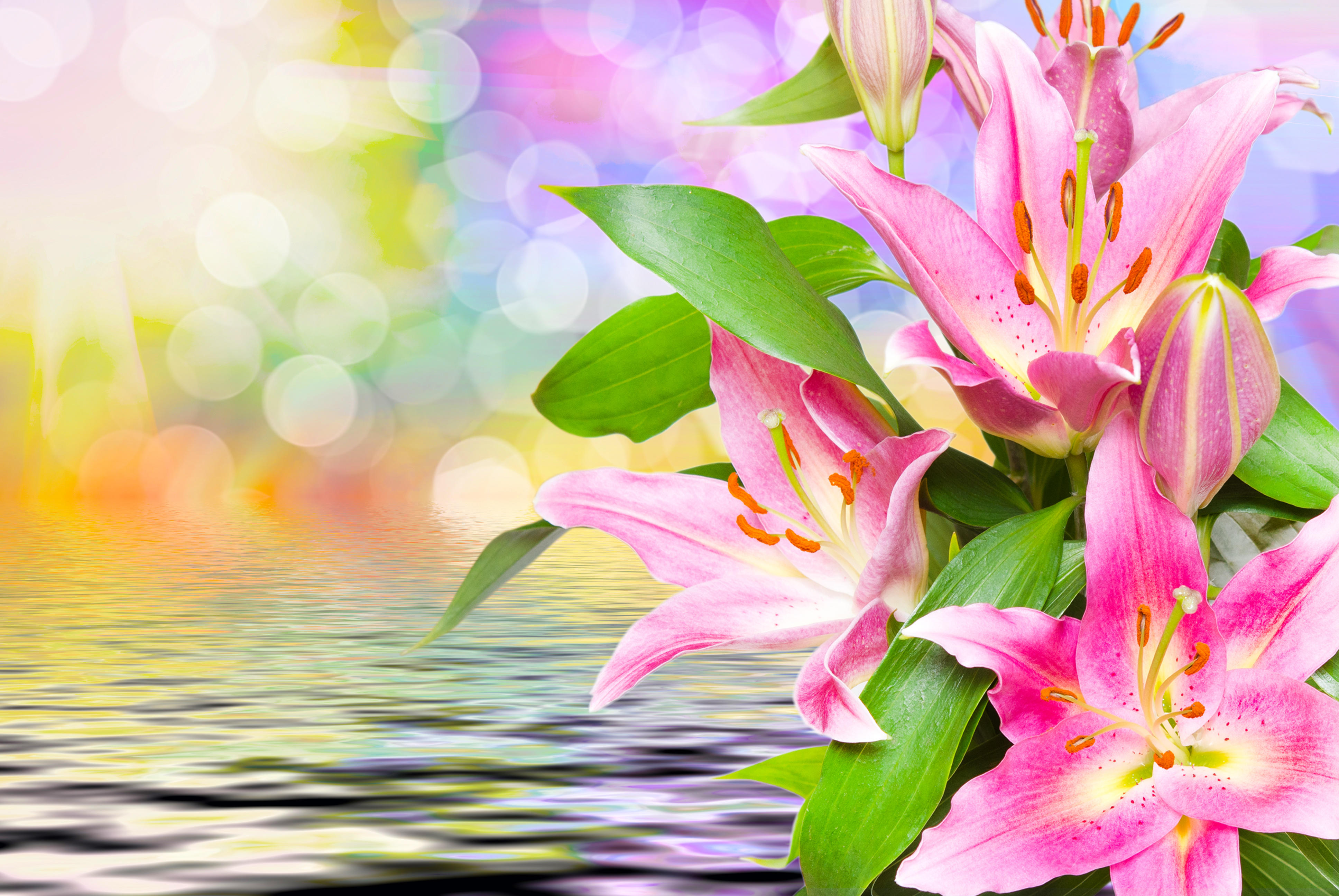 Фото красивые цветы лилии флора - бесплатные картинки на Fonwall