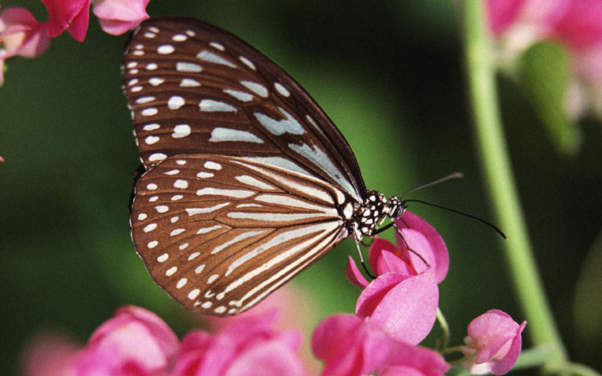Обои цветы бабочка крылья на рабочий стол