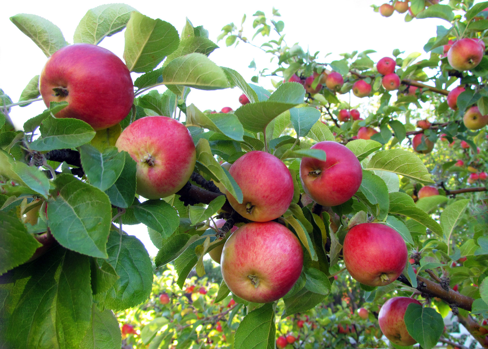 Обои природа ветки яблоки на рабочий стол