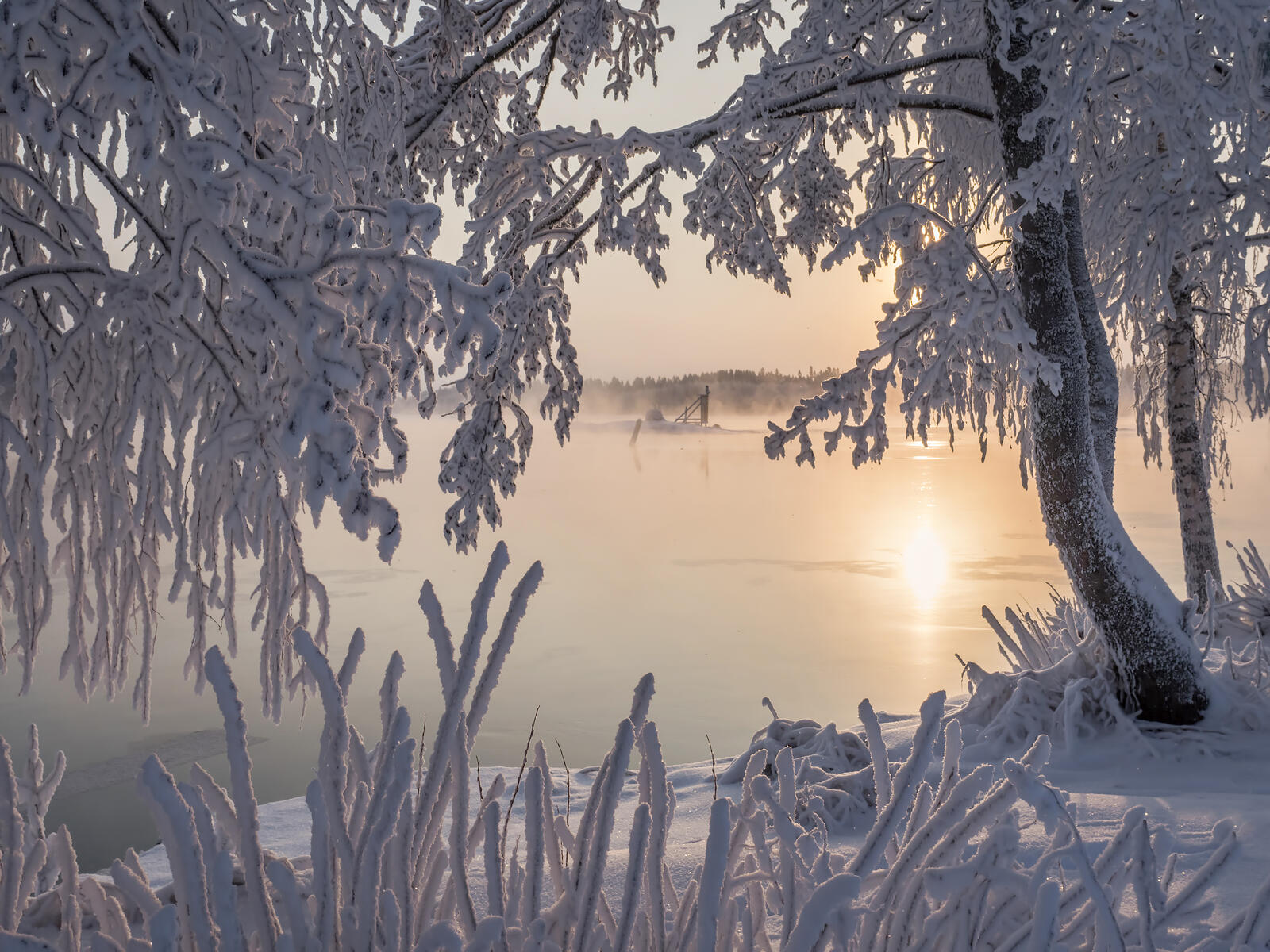 Обои Финляндия мороз деревья в снегу на рабочий стол