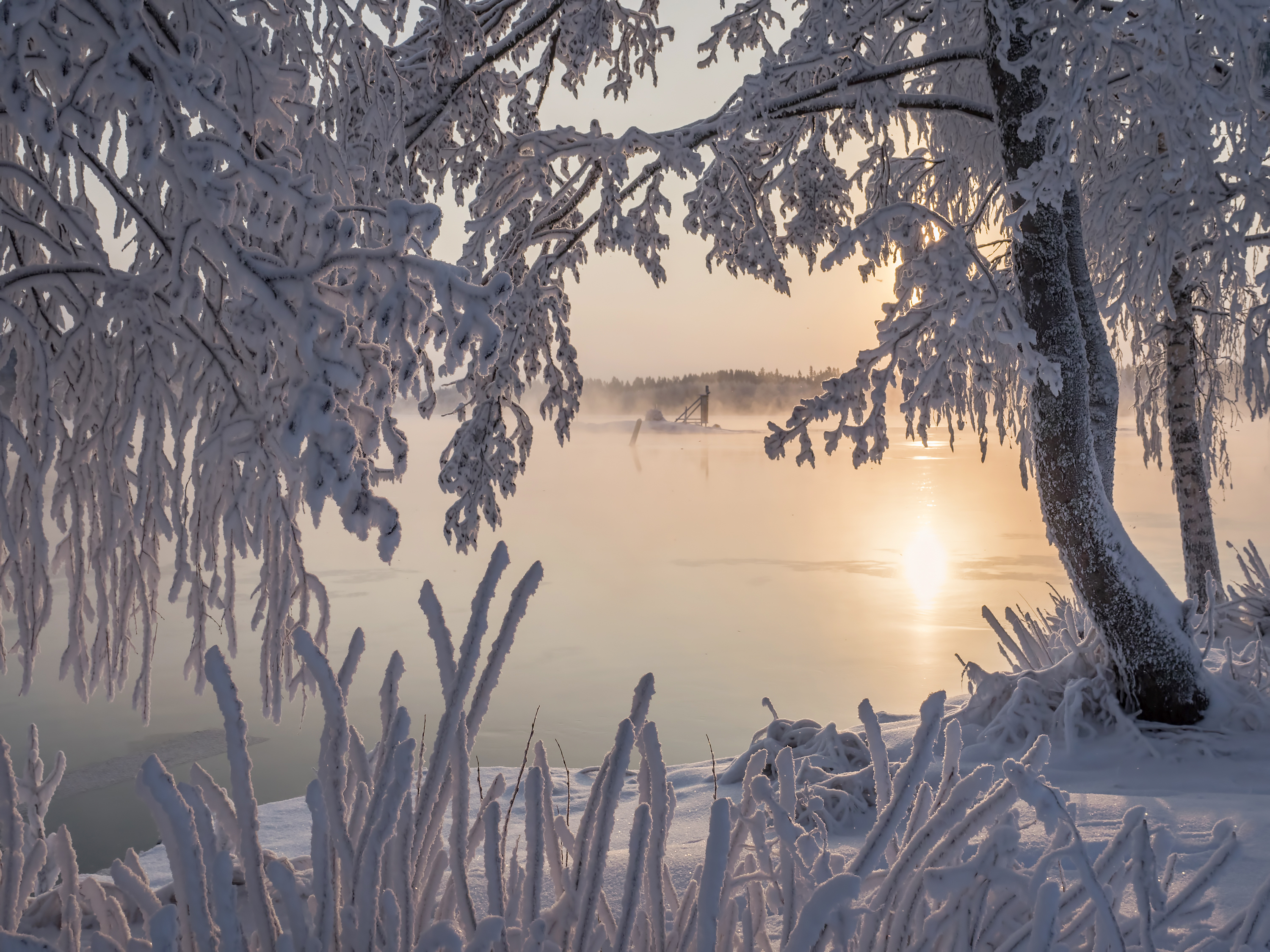 Photo free Finland, frost, trees in the snow