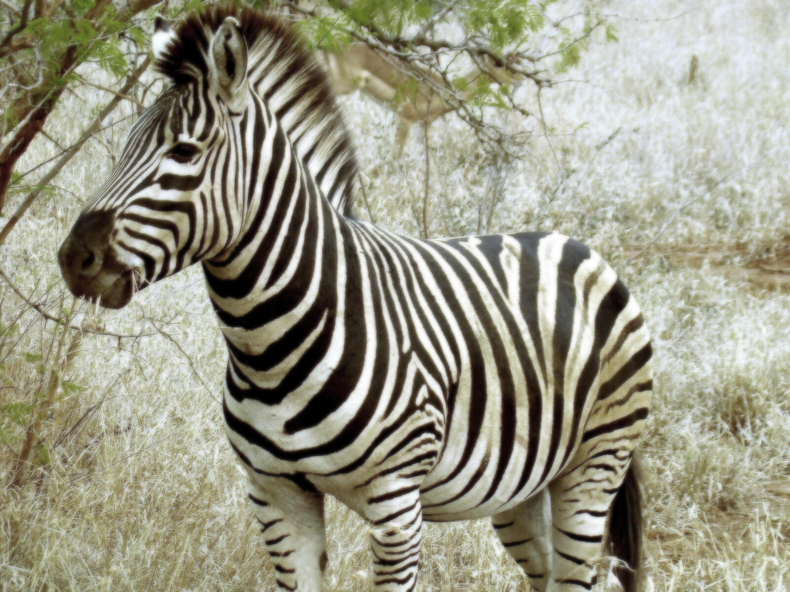 Wallpapers Zebra Africa stripes on the desktop