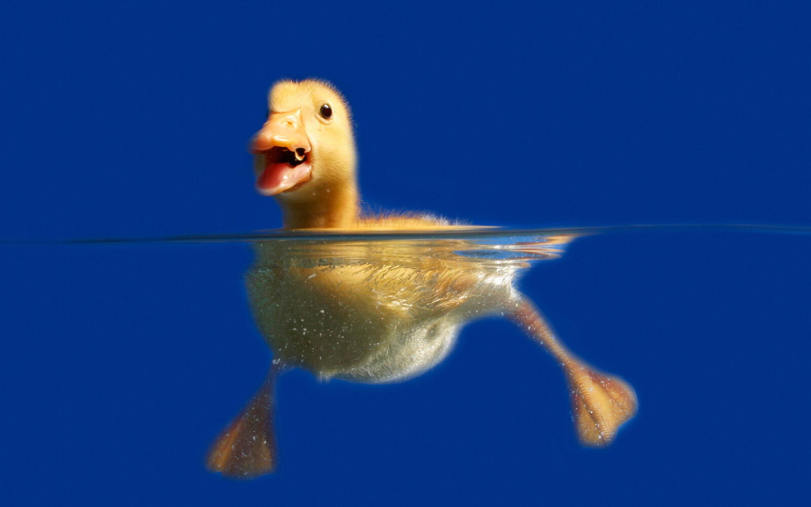 Wallpapers duckling yellow floats on the desktop