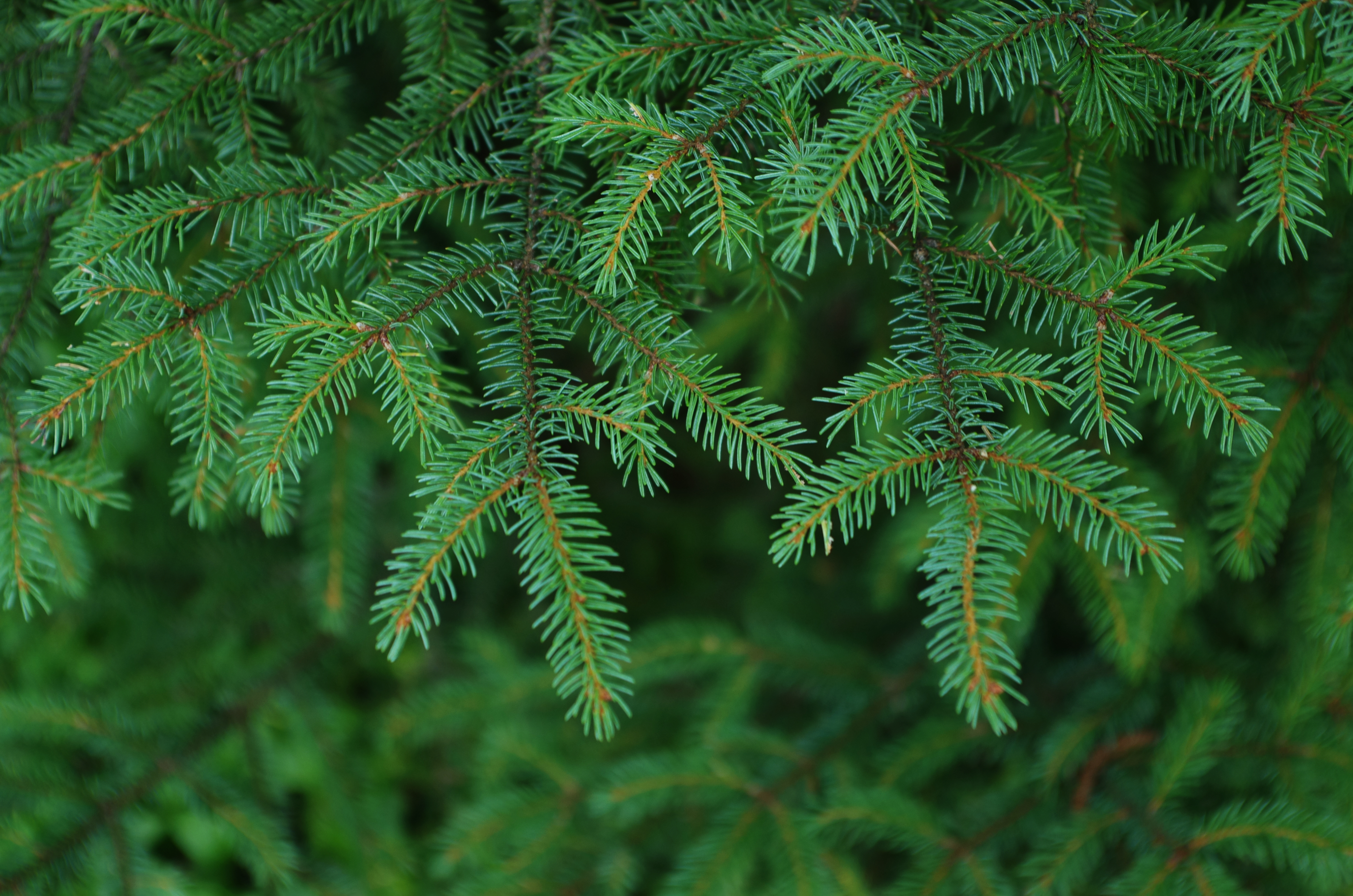 Wallpapers spruce branches needles nature on the desktop
