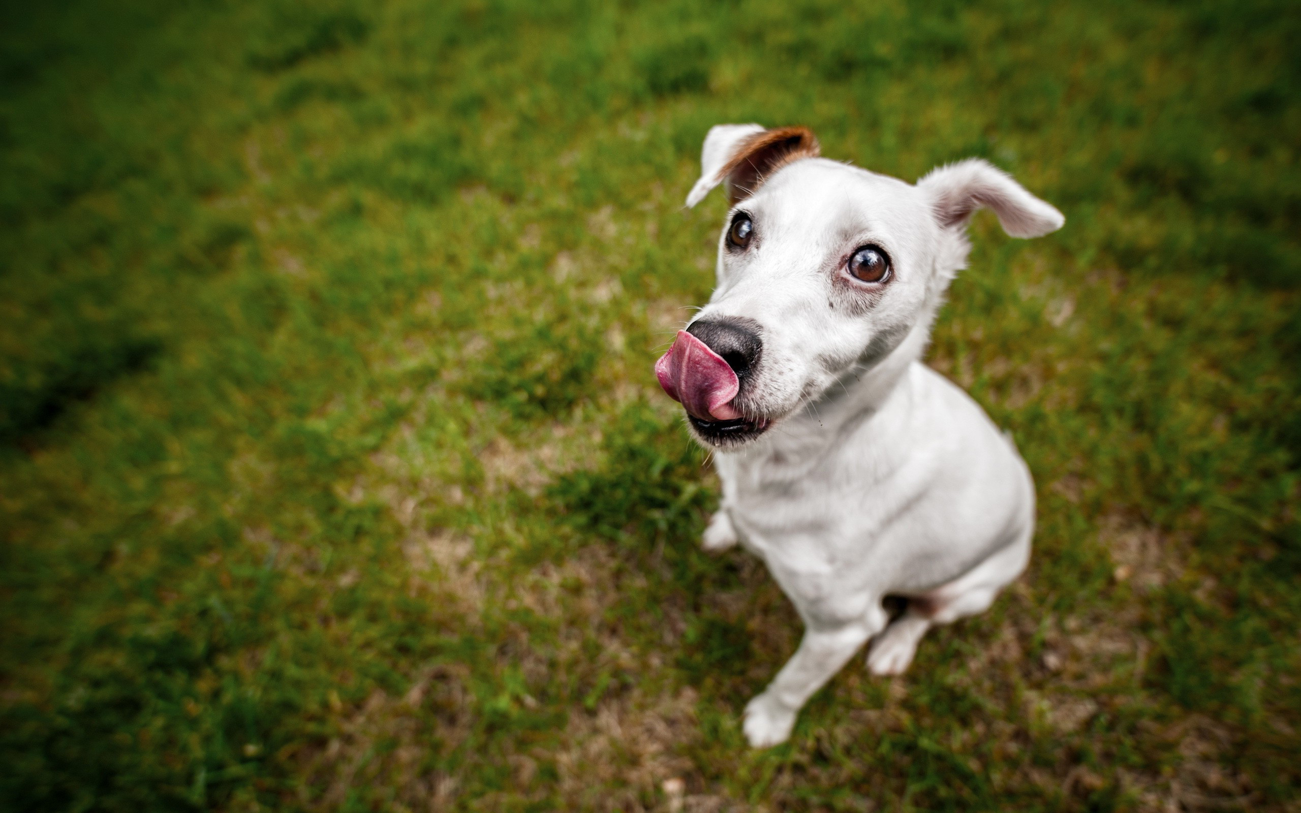 Собака бегущая язык лапы бесплатно