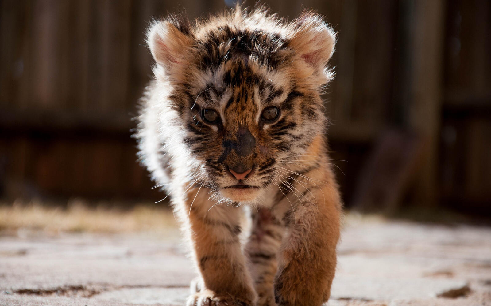 Wallpapers tiger cub kitten predator on the desktop
