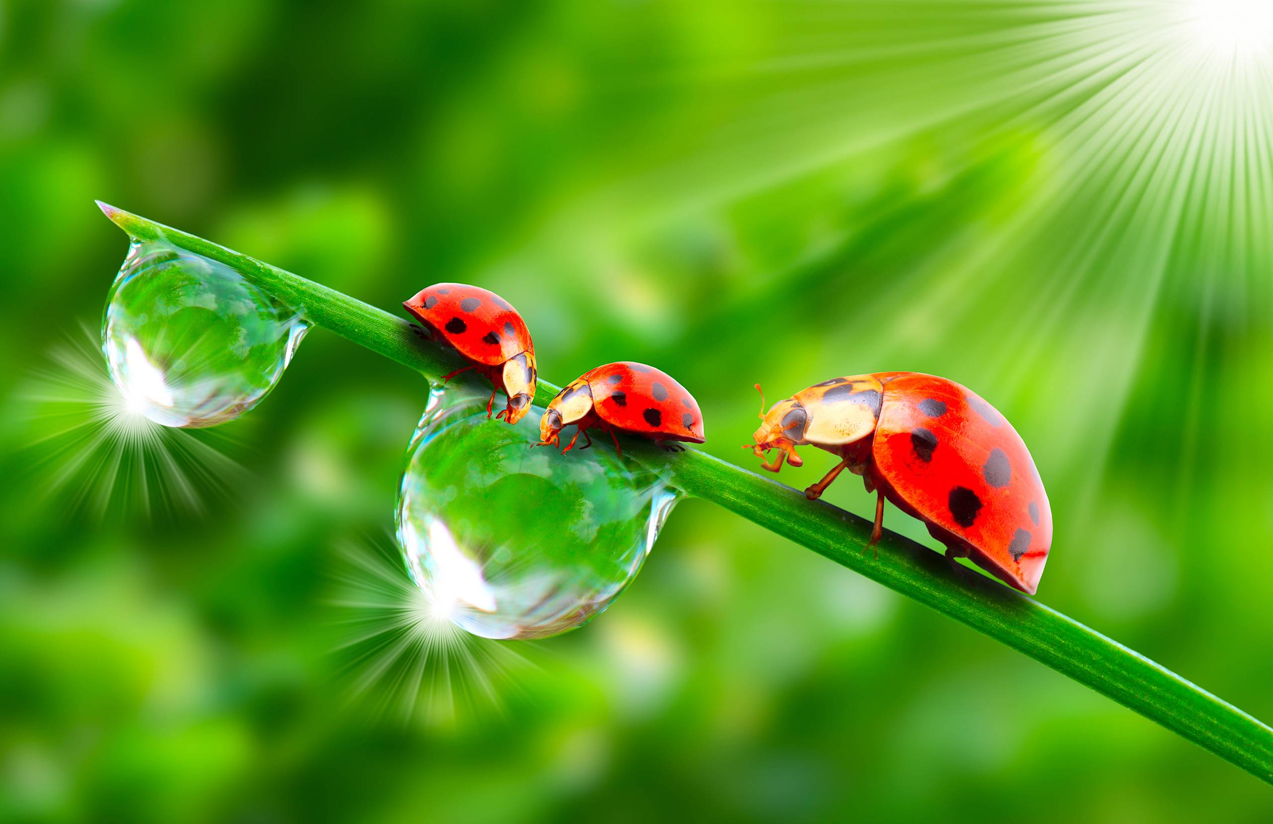 Wallpapers drops sun ladybugs on the desktop