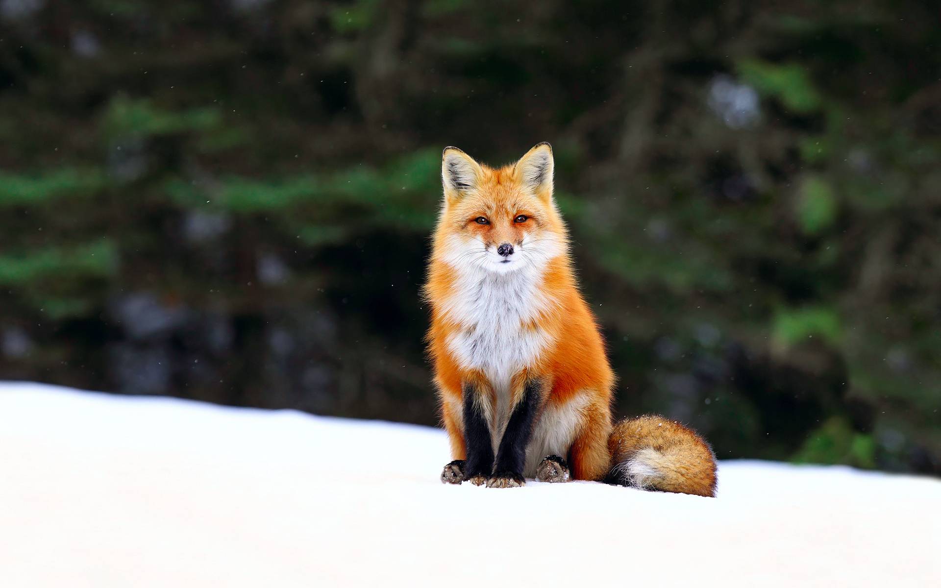 Wallpapers fox muzzle paws on the desktop