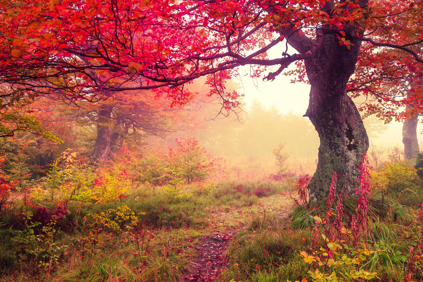 Wallpapers nature morning Pathway on the desktop