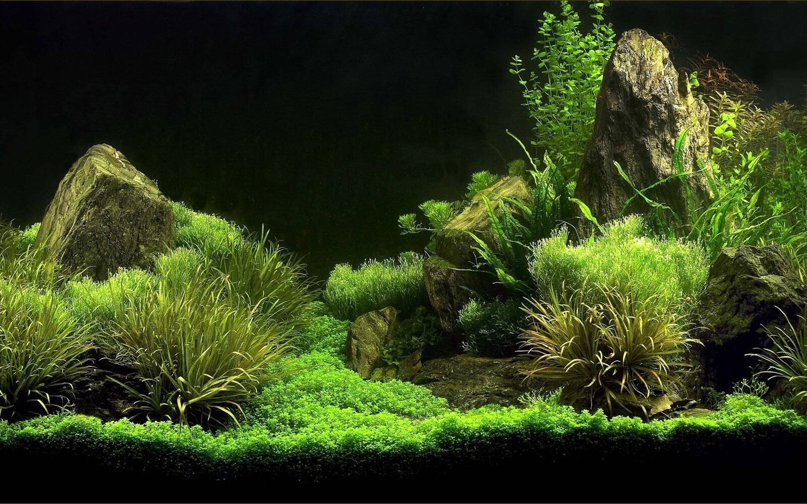 Wallpapers aquarium algae stones on the desktop