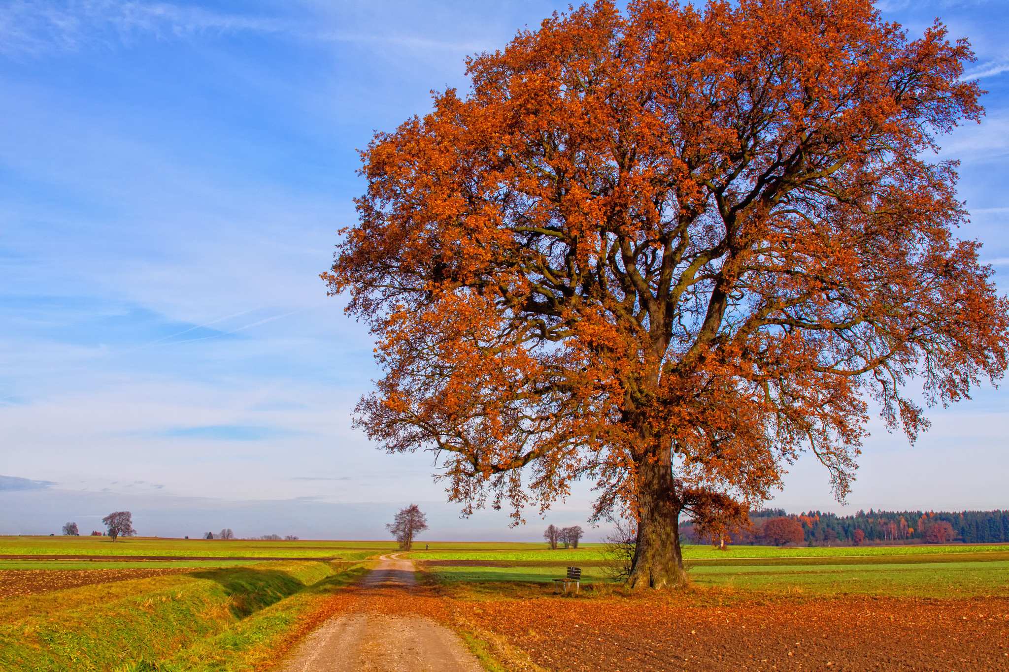 Photo free field, tree, country road