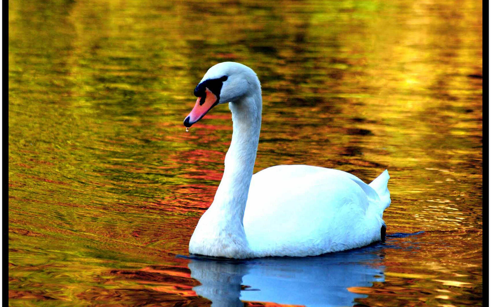 Wallpapers pond swan white on the desktop