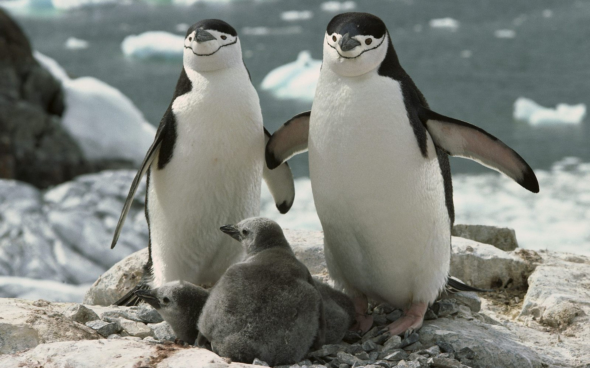 Обои пингвины семья камни на рабочий стол