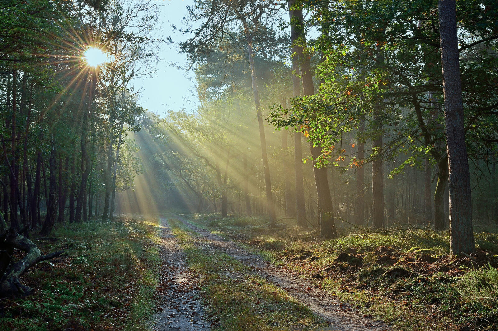 Бесплатное фото Фото солнечные лучи, лес больших размеров