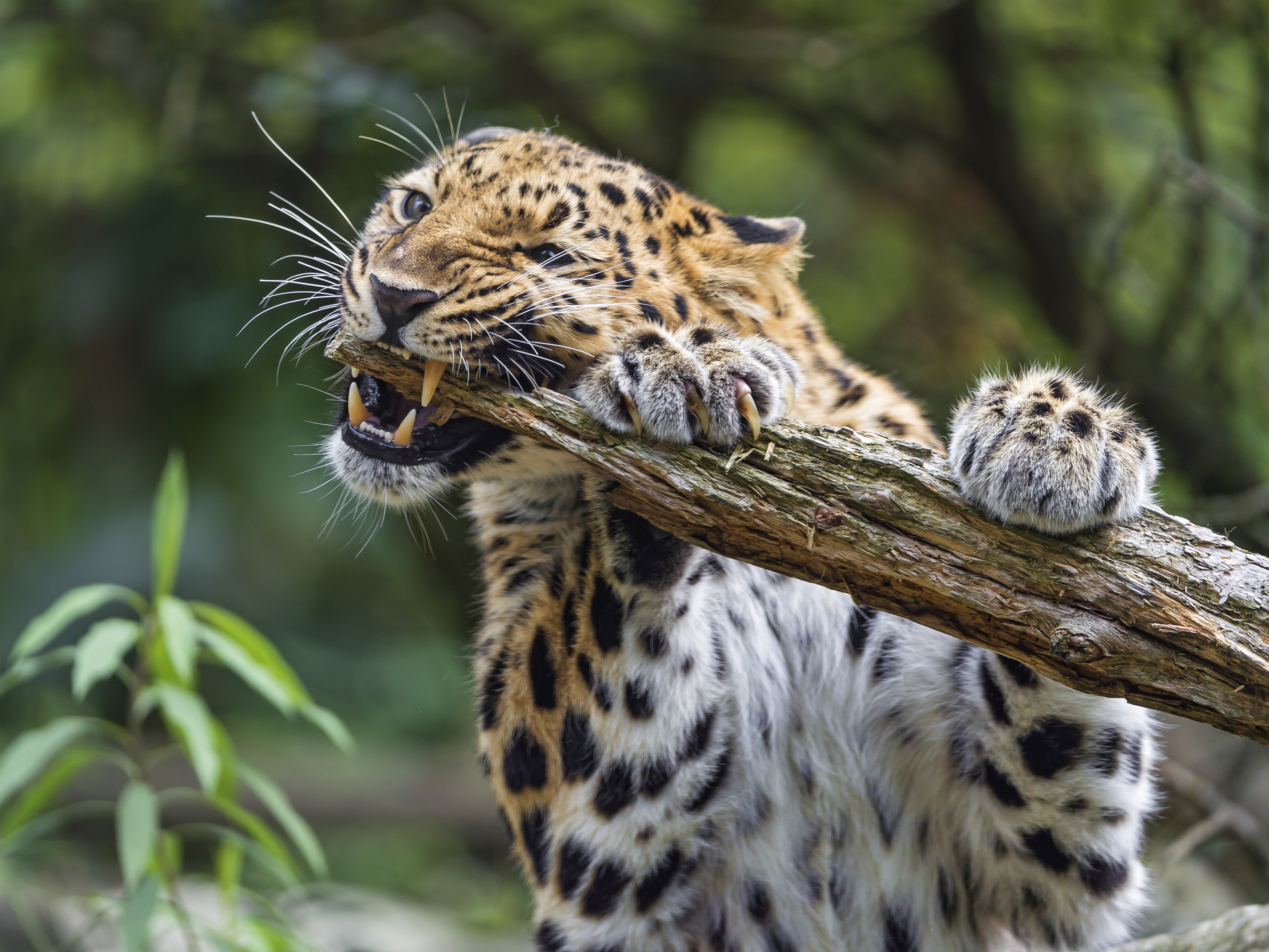 Обои леопард, животное на телефон высокого качества