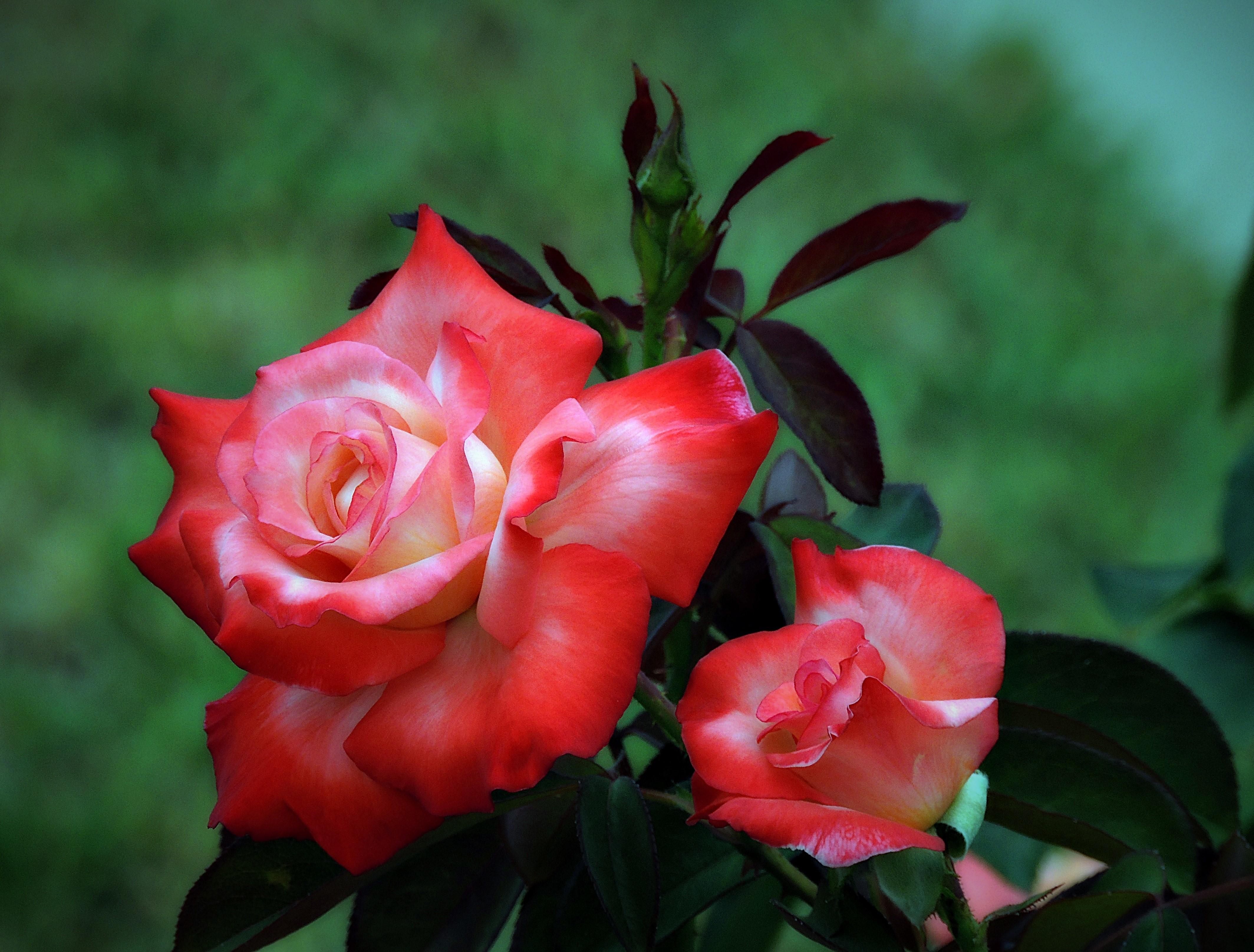 桌面上的壁纸玫瑰 蔷薇花蕾 植物群