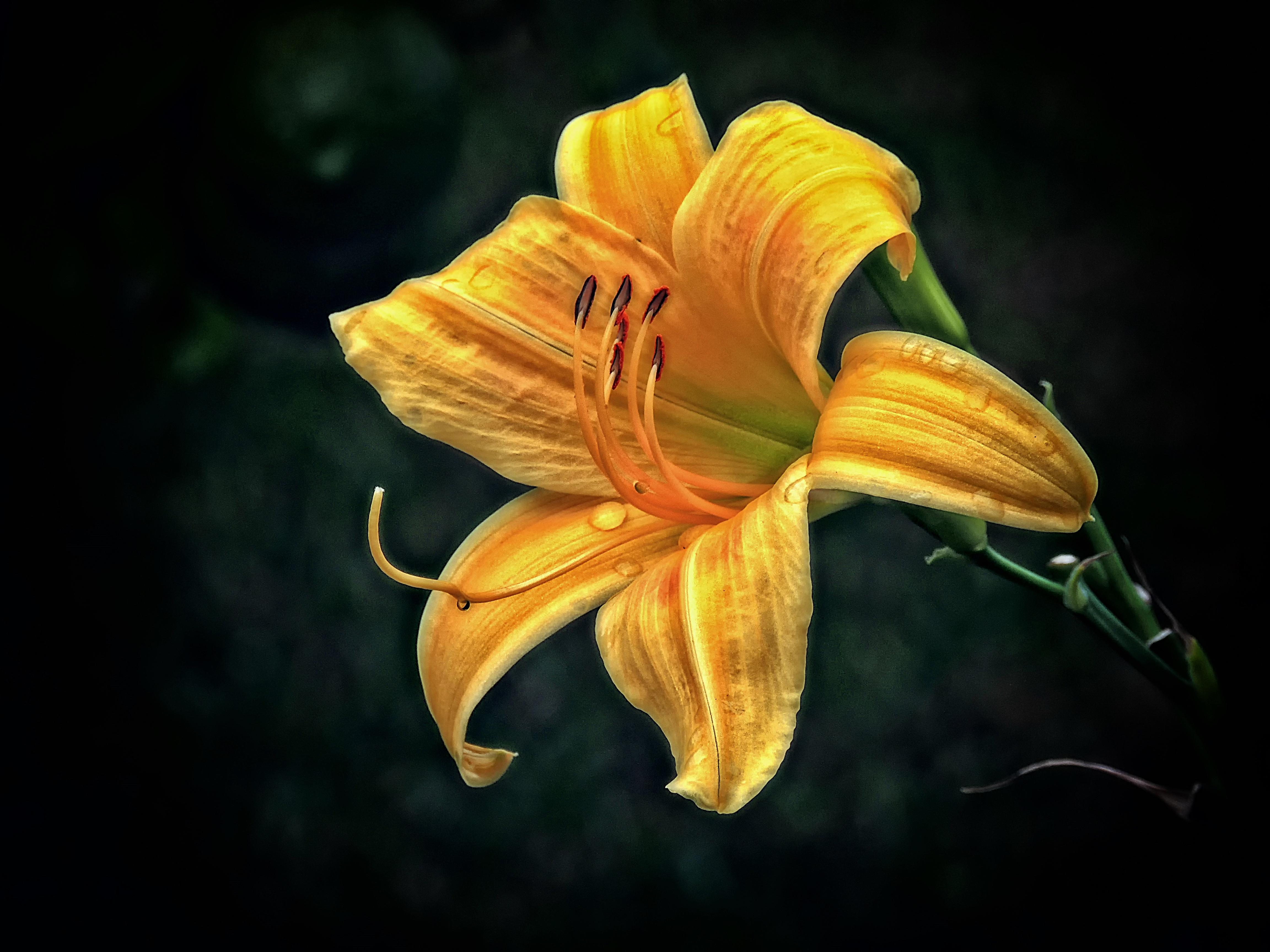 Фото лилия желтый цветок одинокий цветок - бесплатные картинки на Fonwall