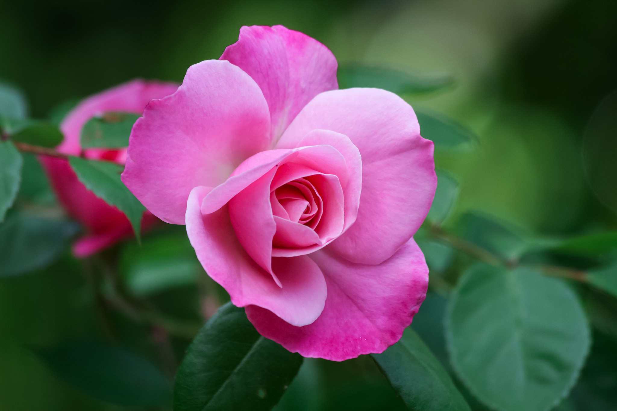 Photo free rose, small flower, pink flower