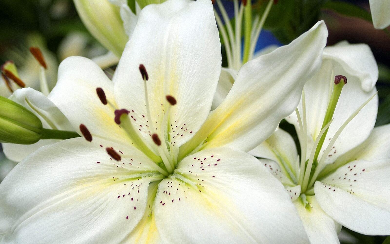 Обои белая лилия крупным планом цветы на рабочий стол