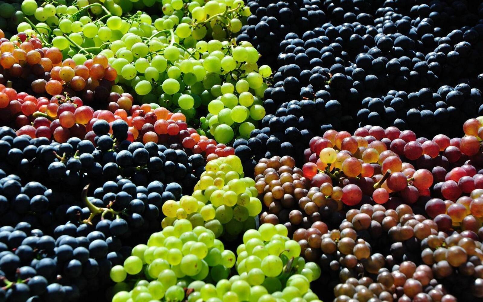 Wallpapers grapes different varieties berry on the desktop