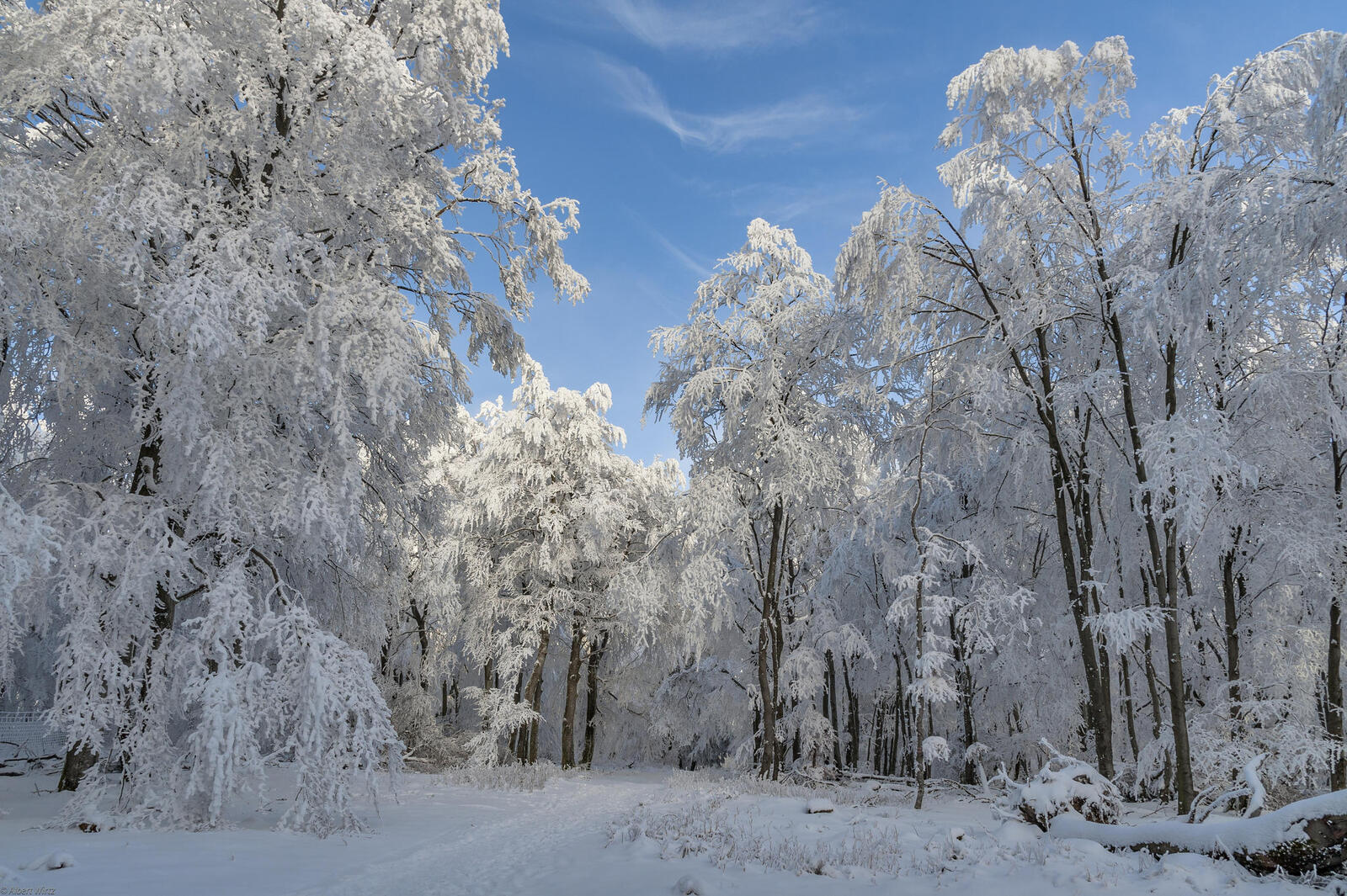 Обои мороз снег на деревьях зима на рабочий стол