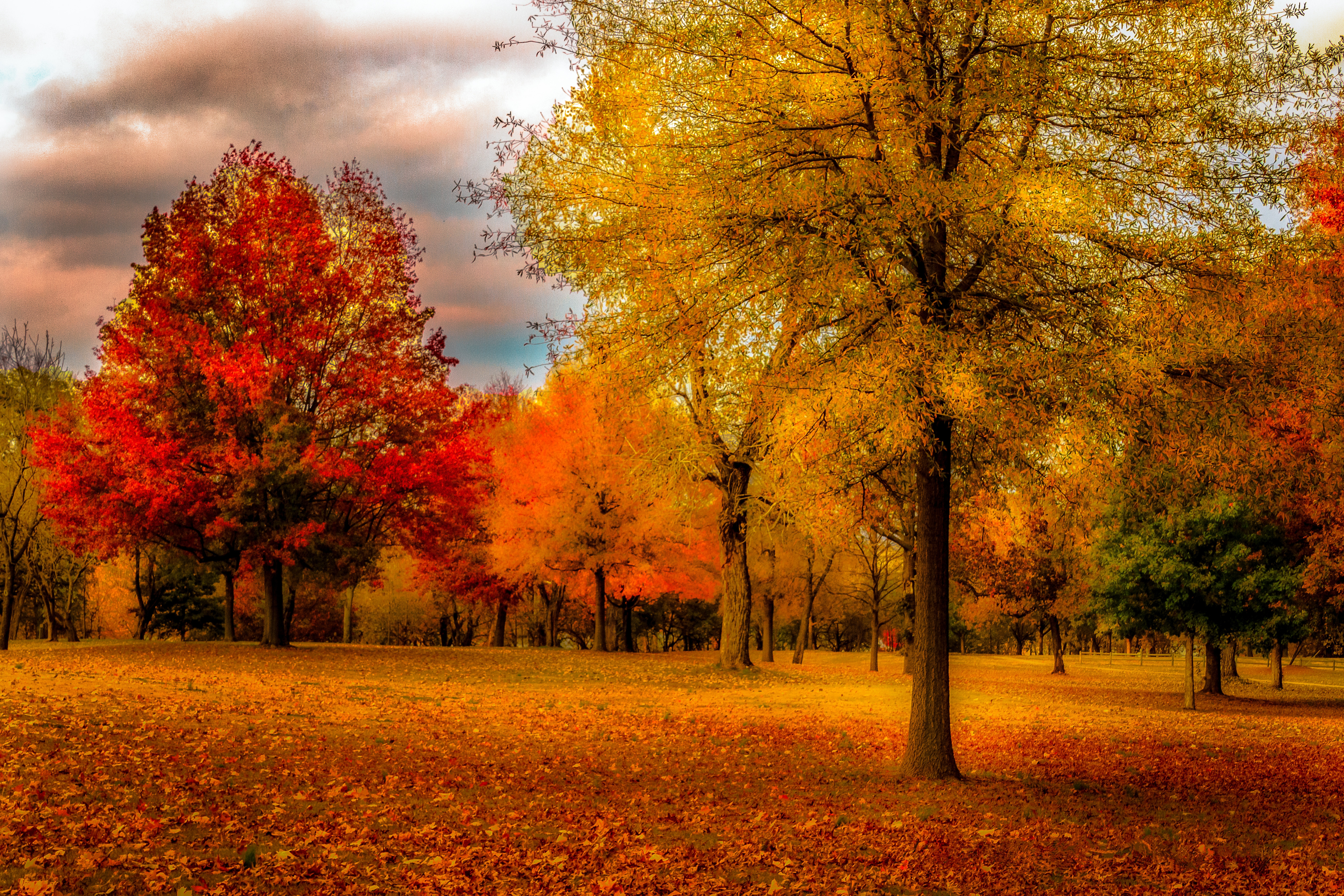 Wallpapers fallen leaves yellow foliage trees on the desktop