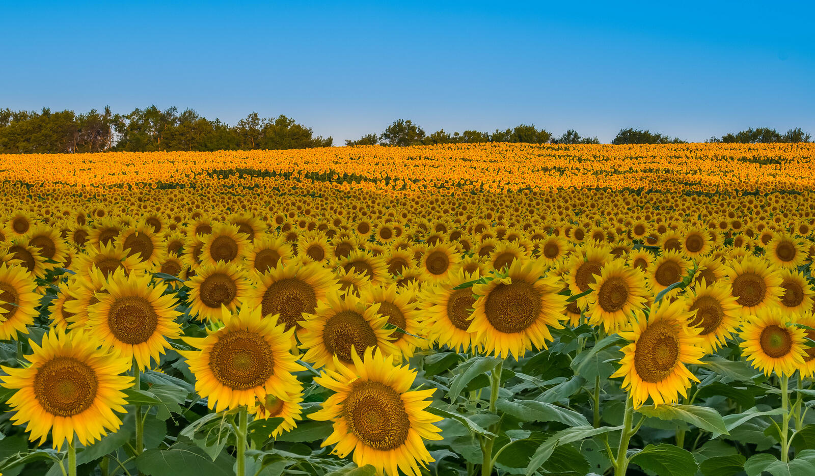 Wallpapers sunset sunflower field large field on the desktop