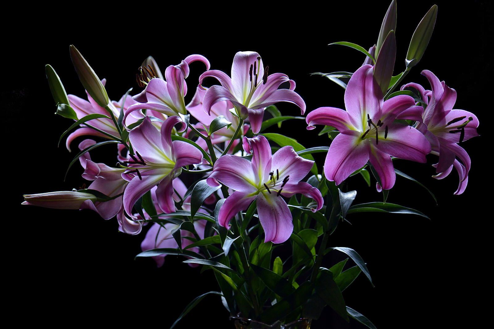 Wallpapers lily bouquet flowers on the desktop