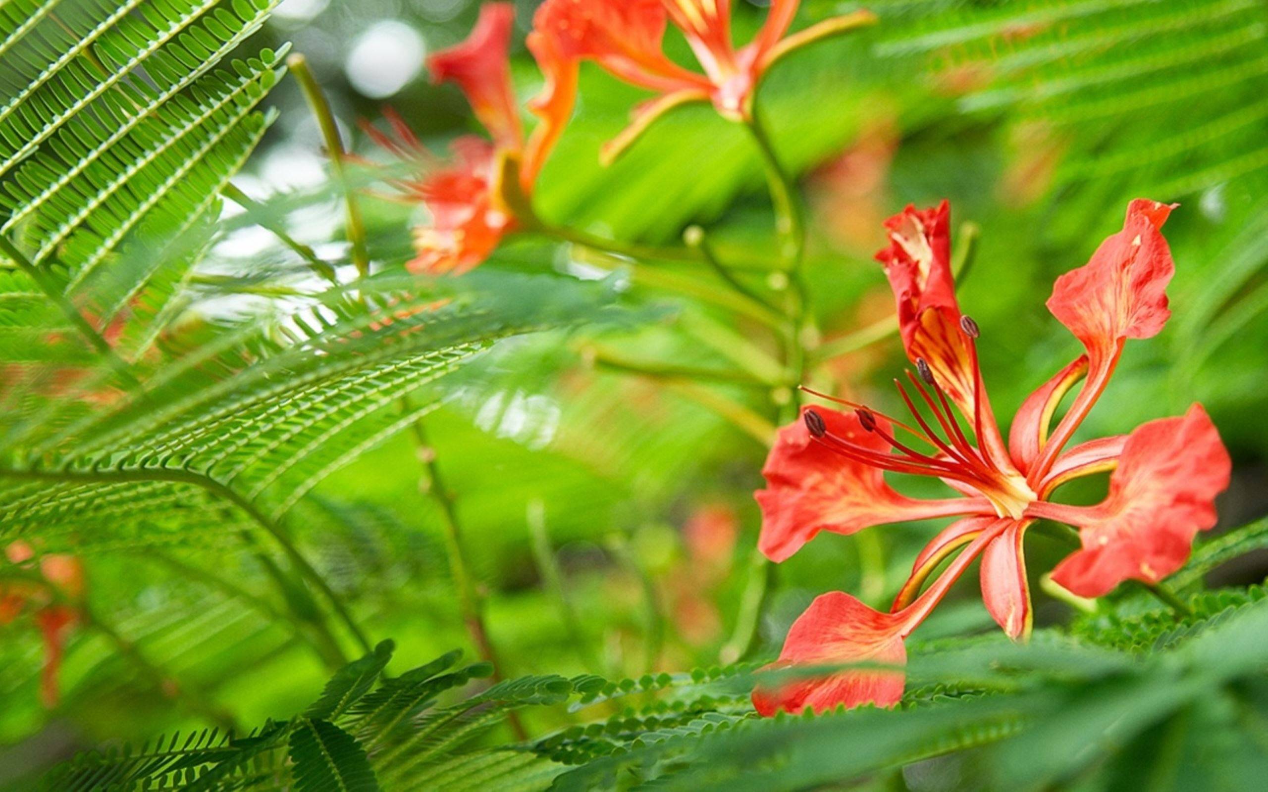 Фото бесплатно тропические цветы, папоротник, бутон