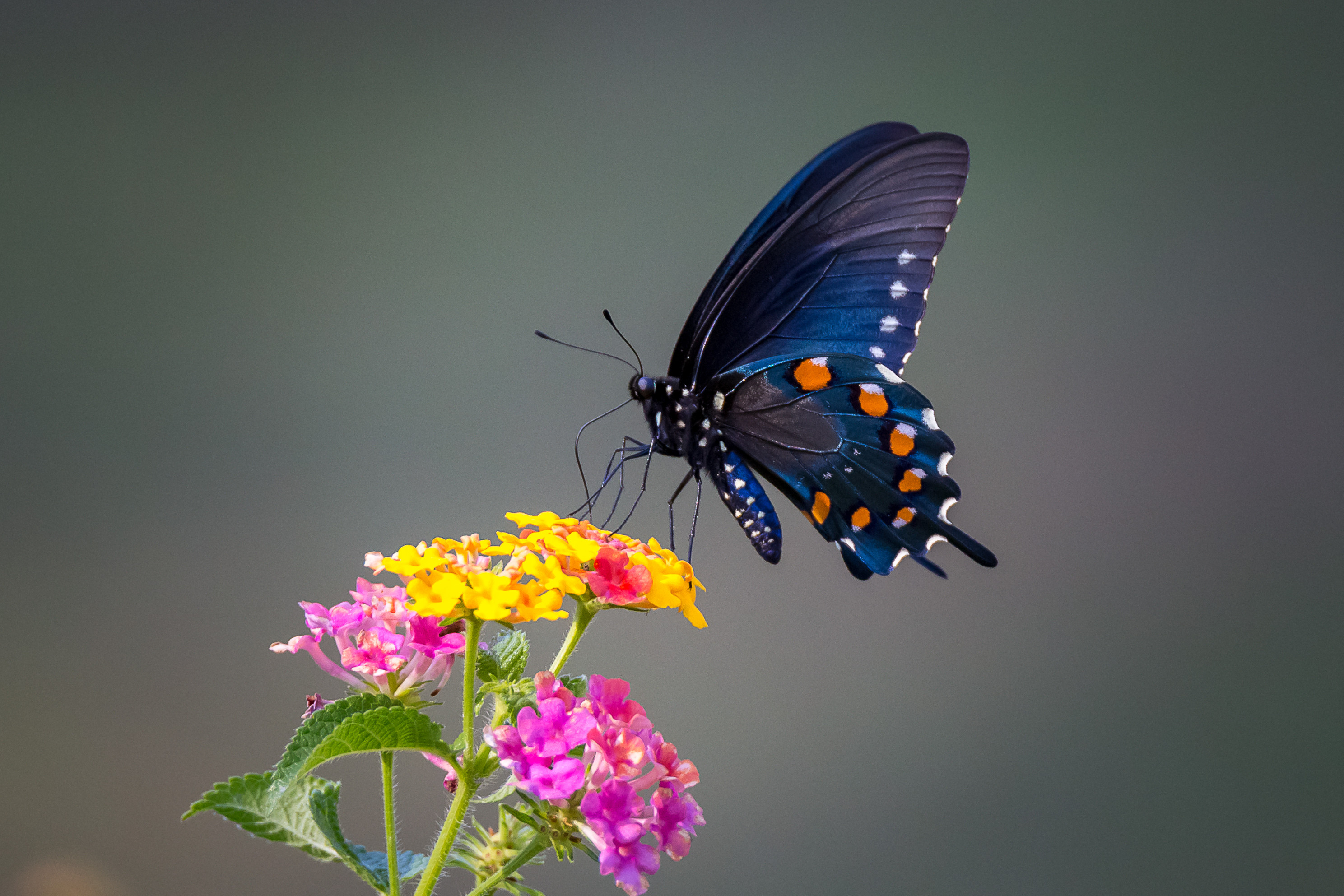 Обои крылья маленькие цветы черная бабочка на рабочий стол